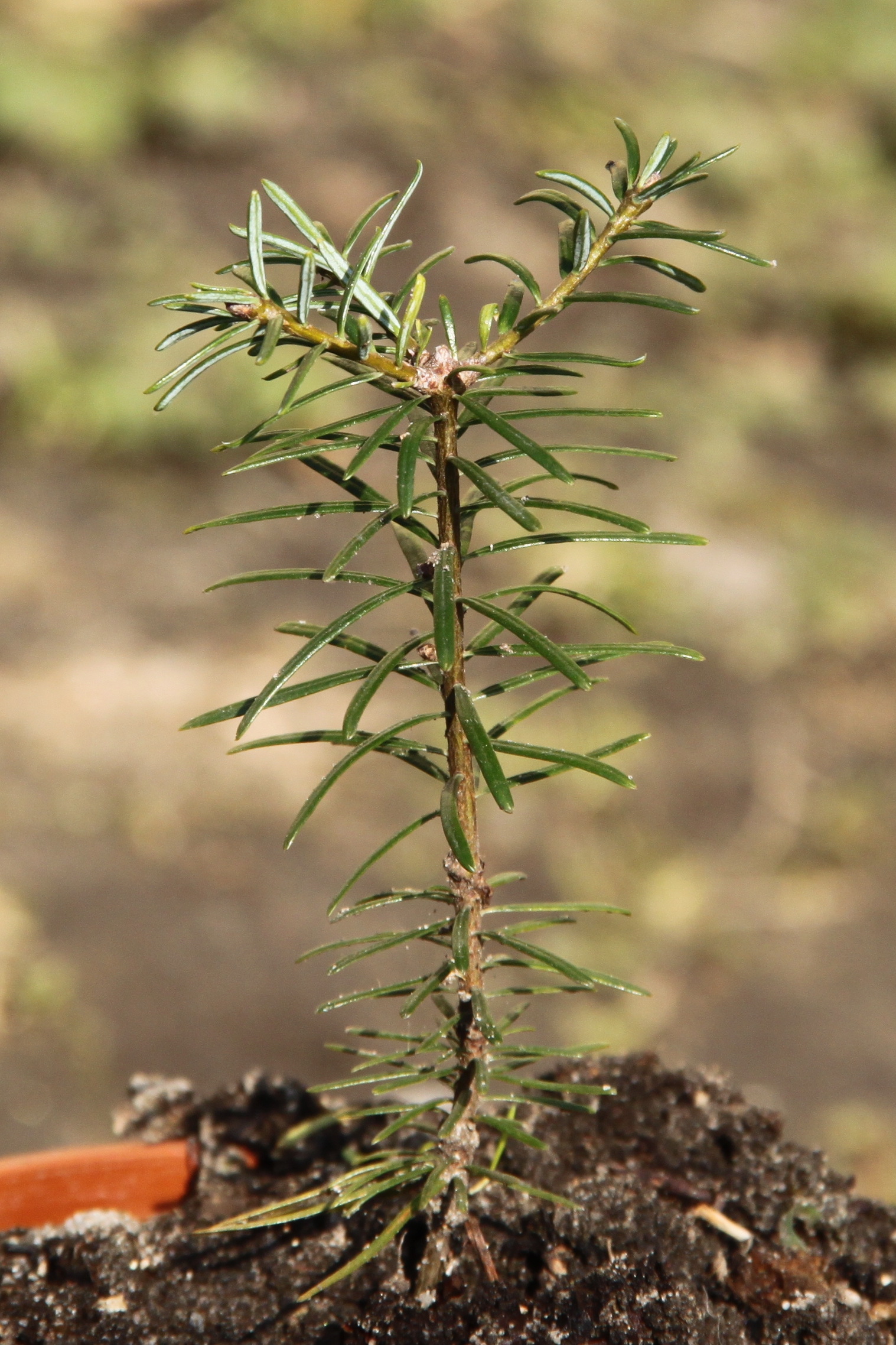 Abies grandis seedling