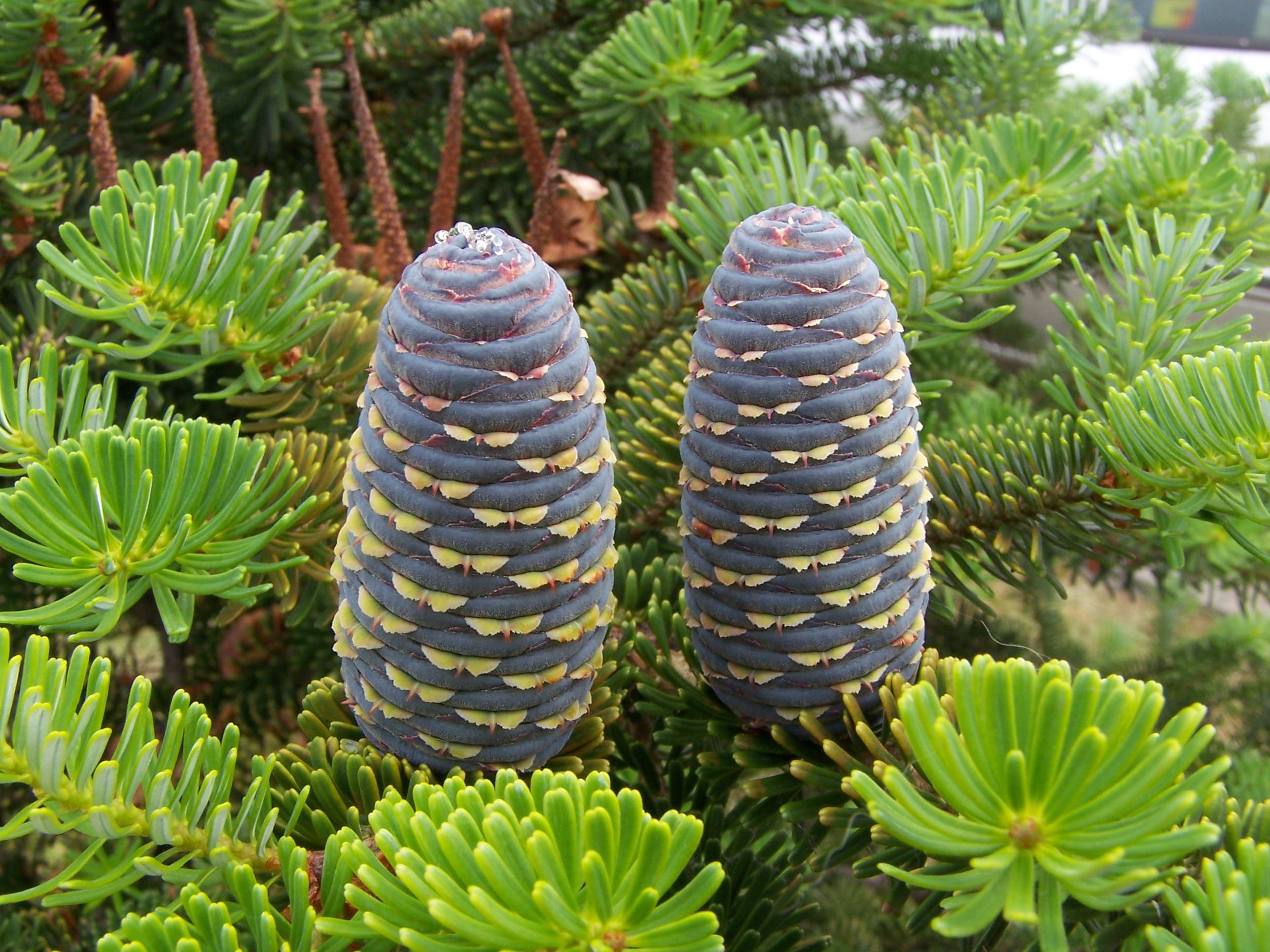 Abies koreana (szyszki)