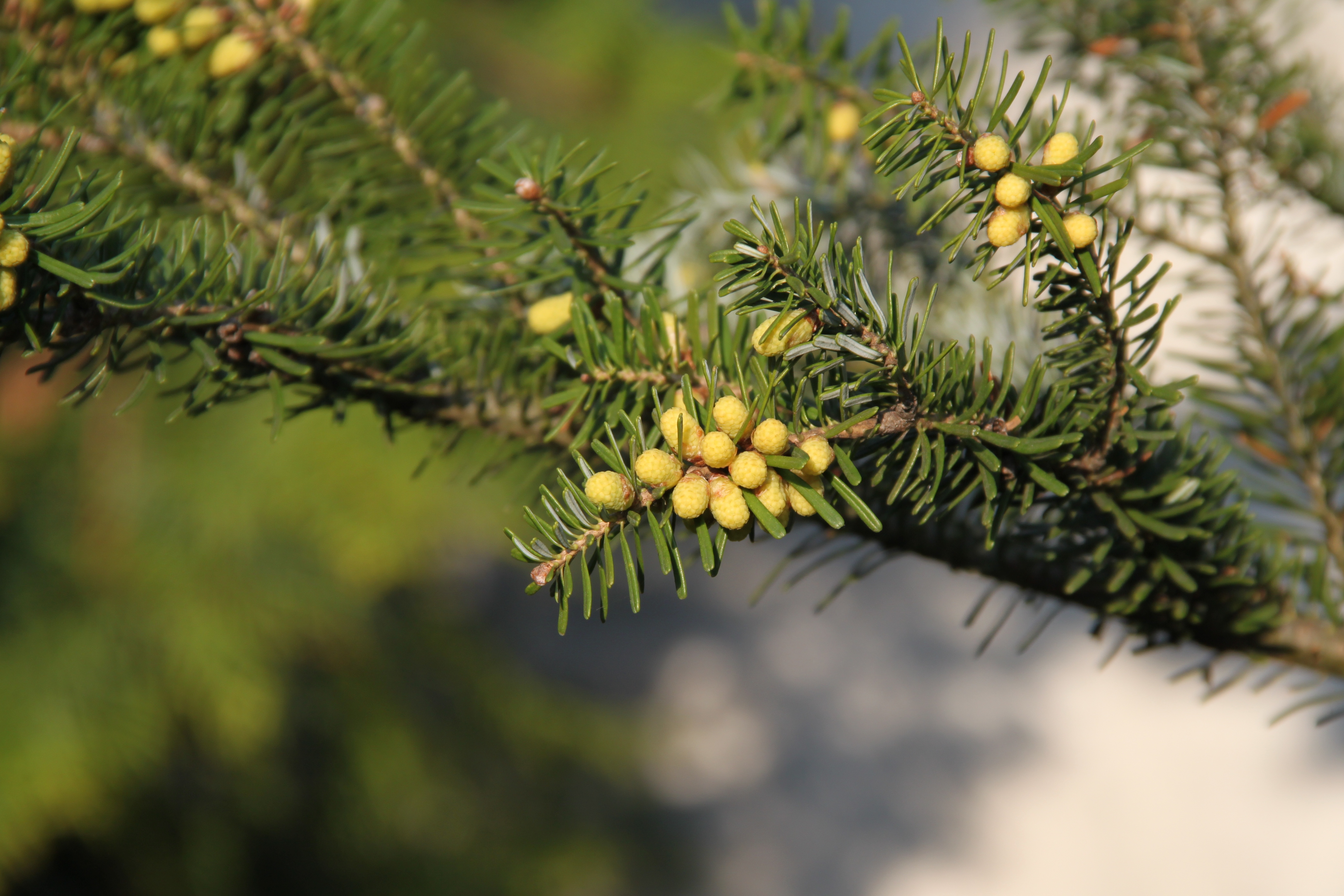 Abies pollen cones Marki 2