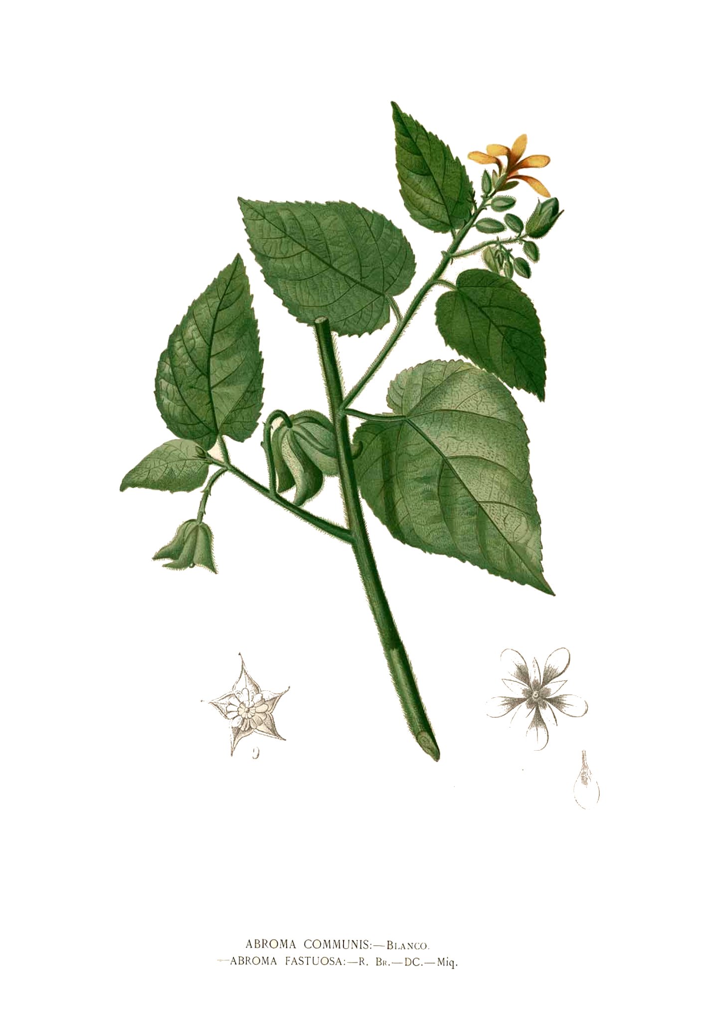 Abroma augustum Blanco clean
