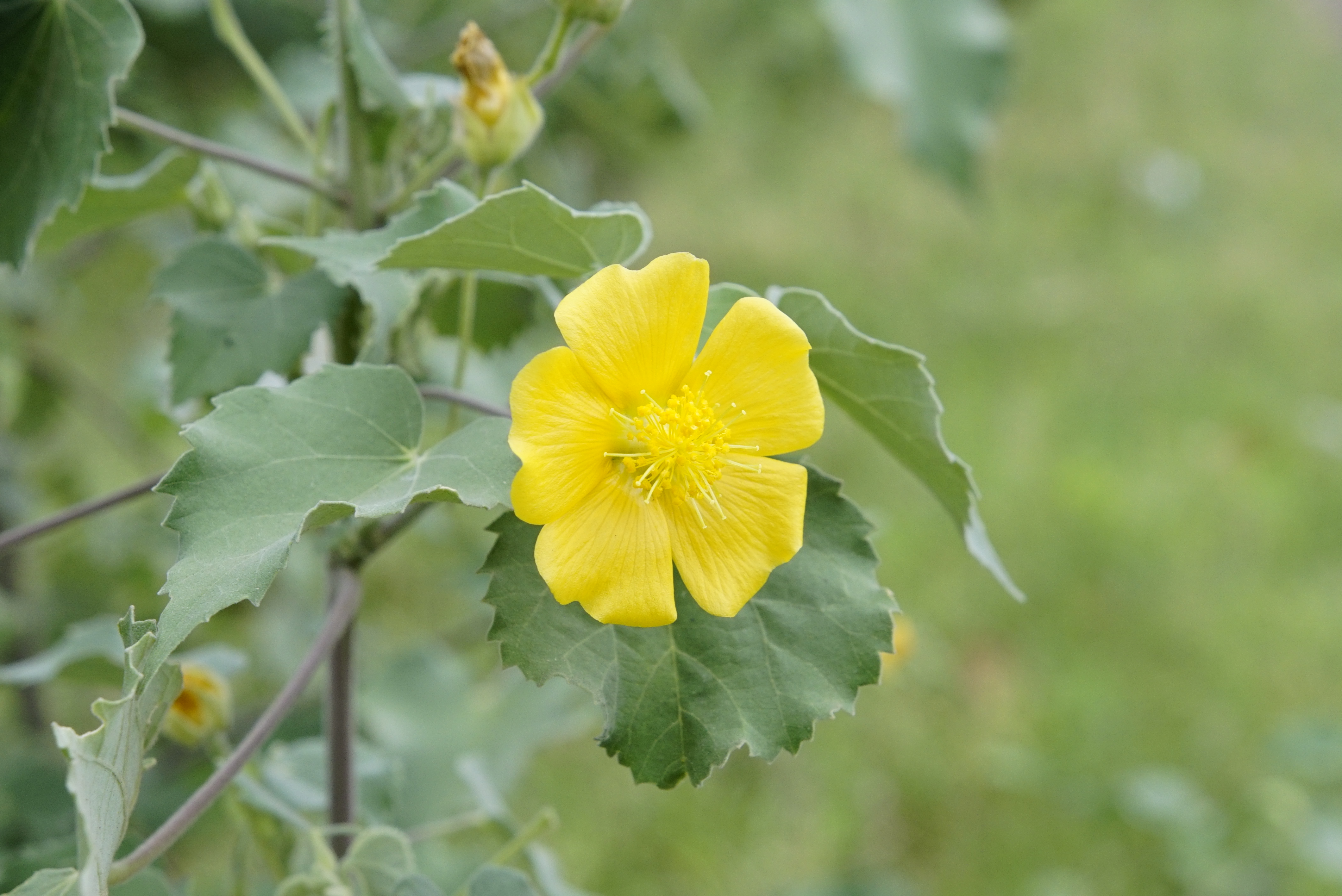 Abutilon indicum 3266