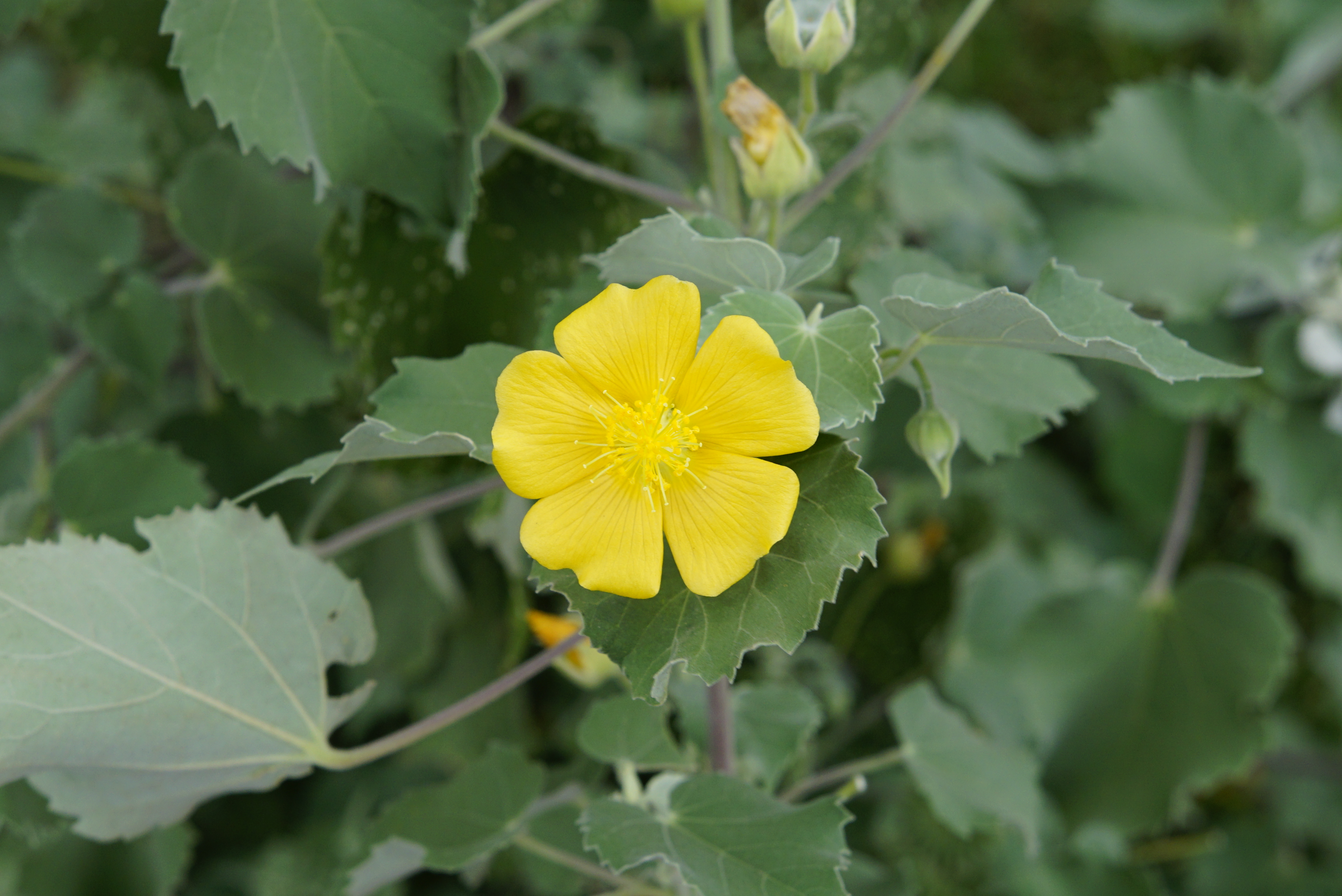 Abutilon indicum 3280
