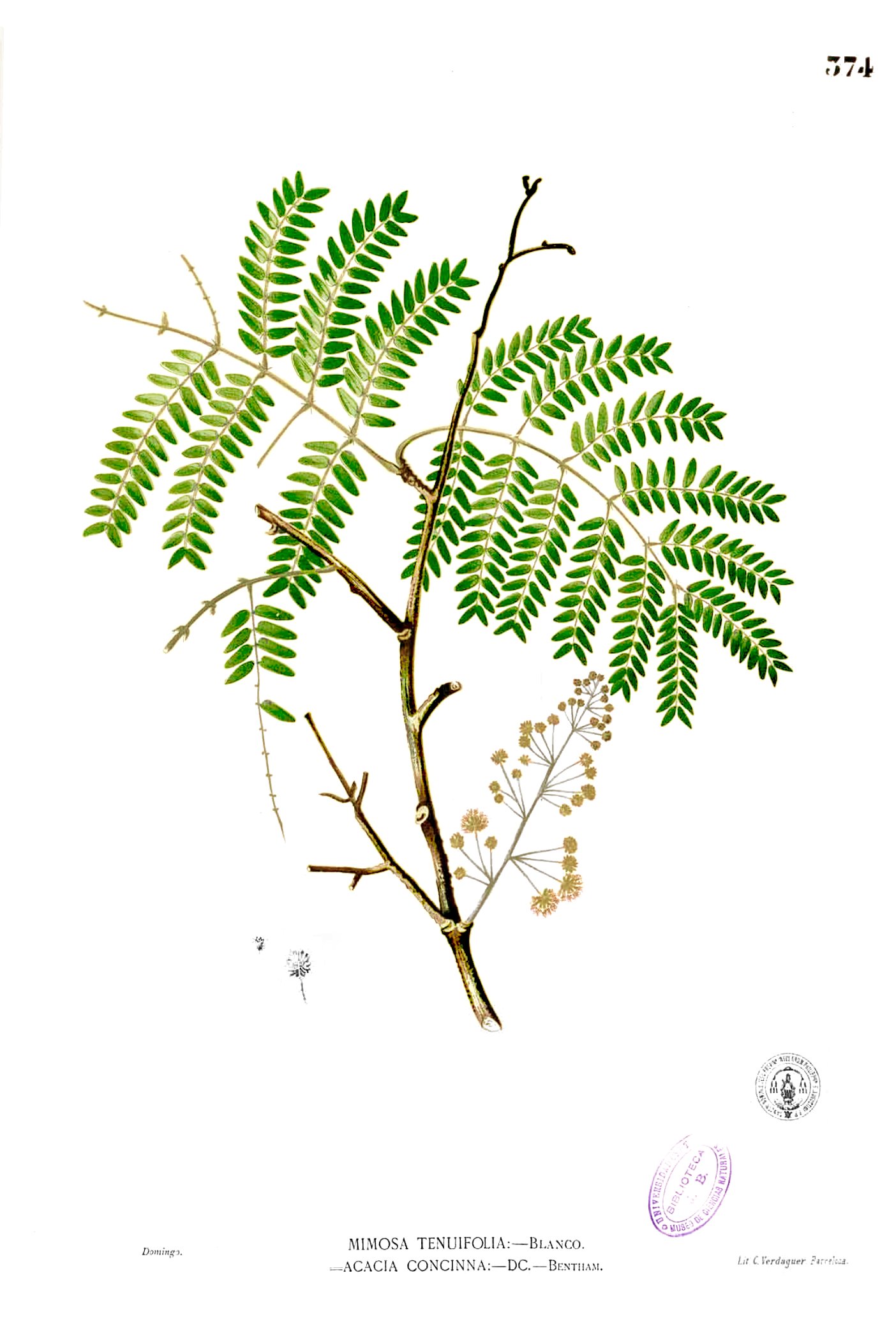 Acacia concinna Blanco2.374