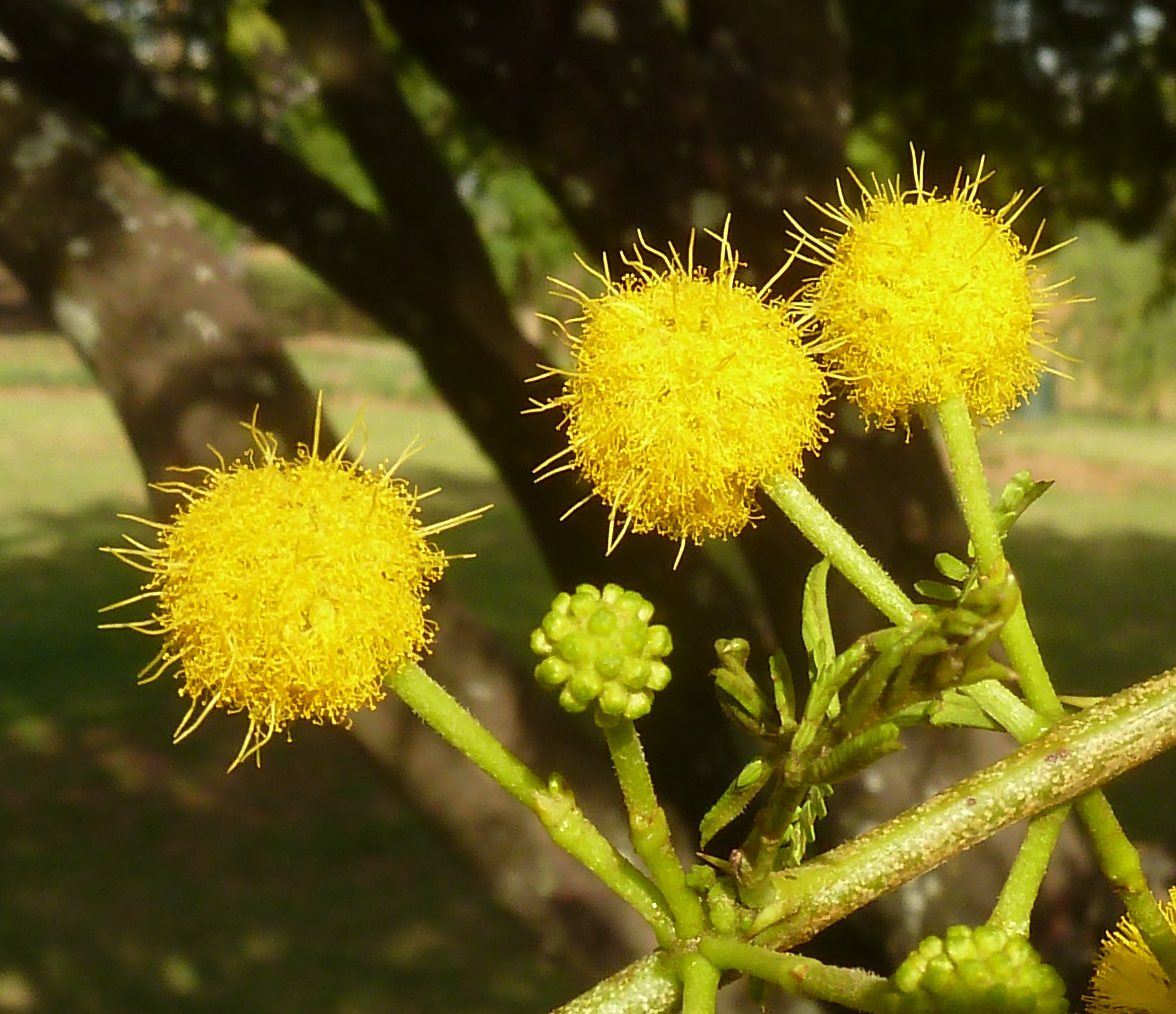 Acacia karroo, blomhofies, Jimmy Aves Park, f