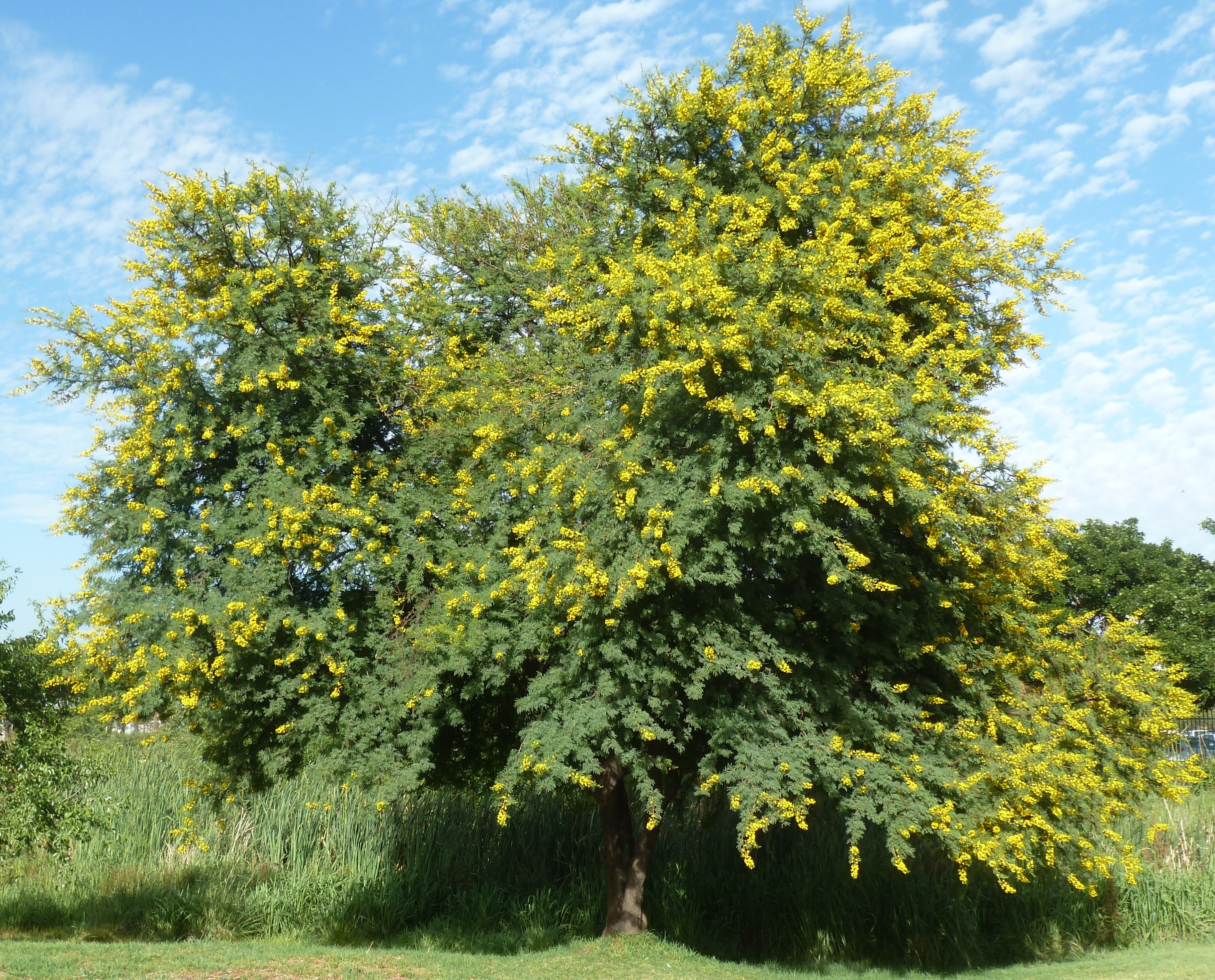 Acacia karroo, habitus, Jimmy Aves Park, b