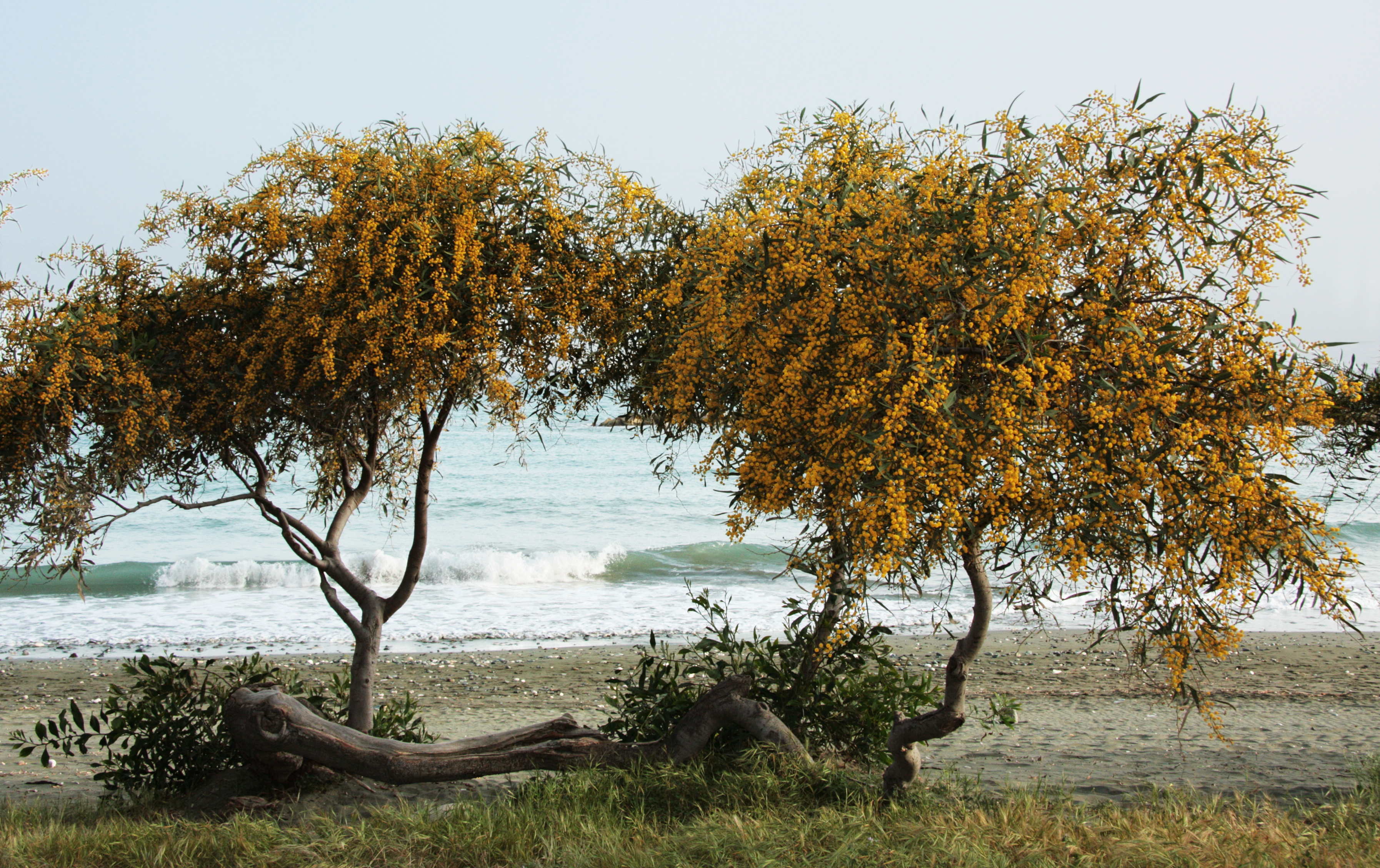 Acacia saligna 1997