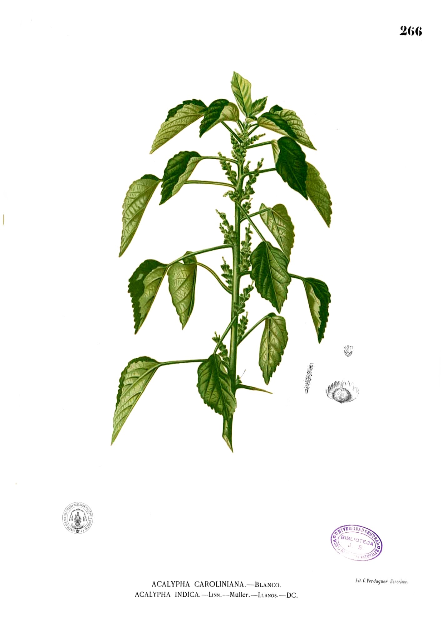 Acalypha indica Blanco2.266