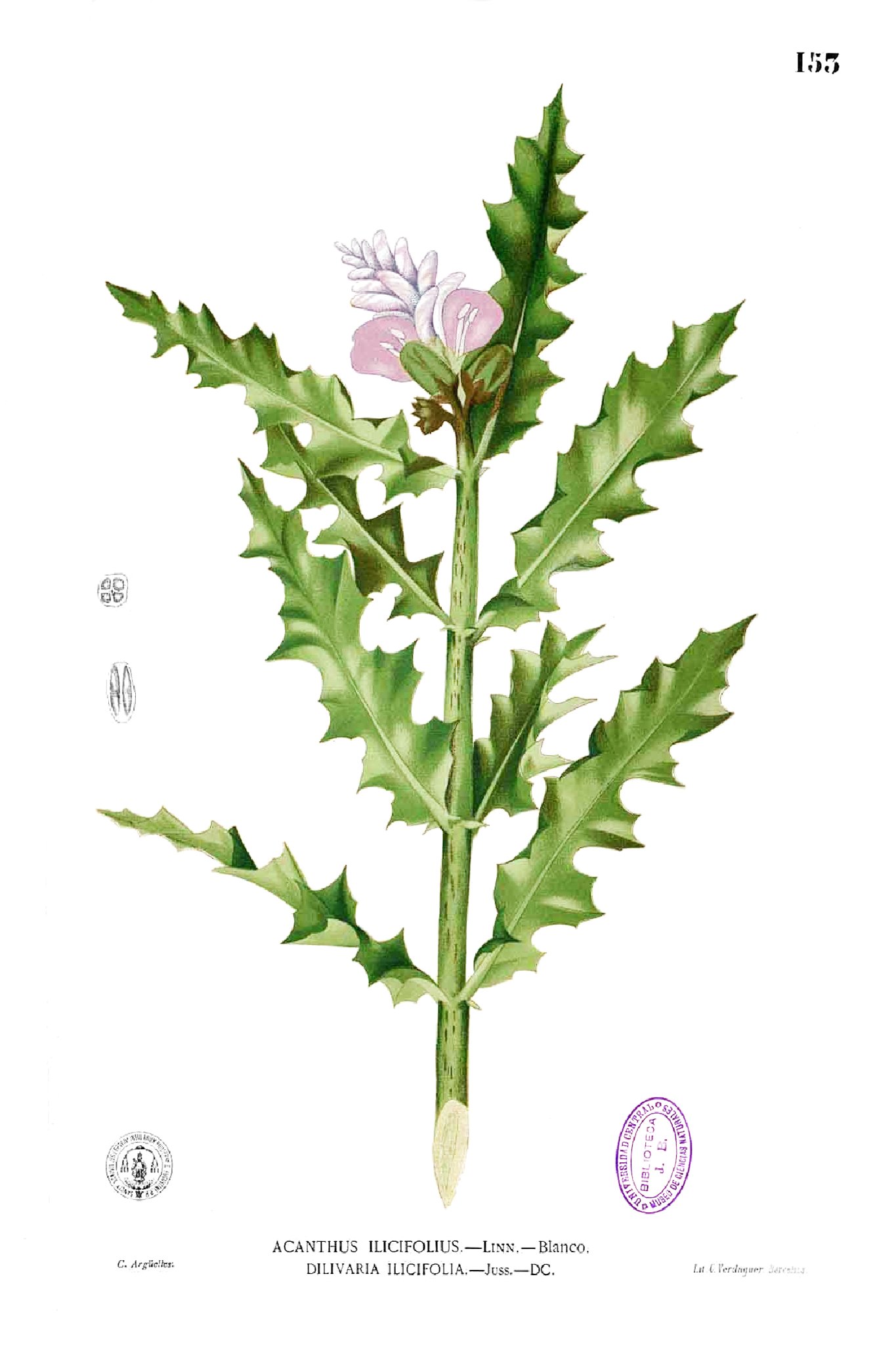 Acanthus ilicifolius Blanco1.153