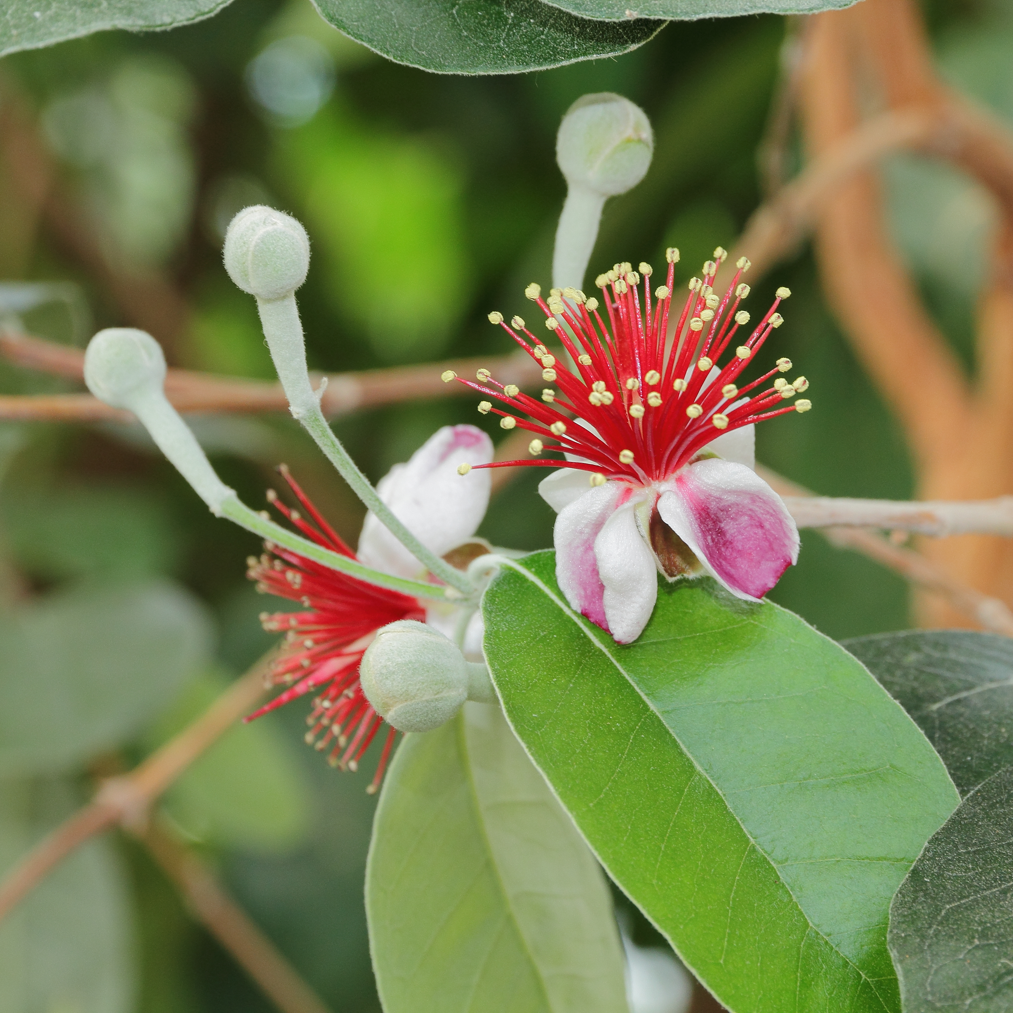 Acca sellowiana-IMG 0248