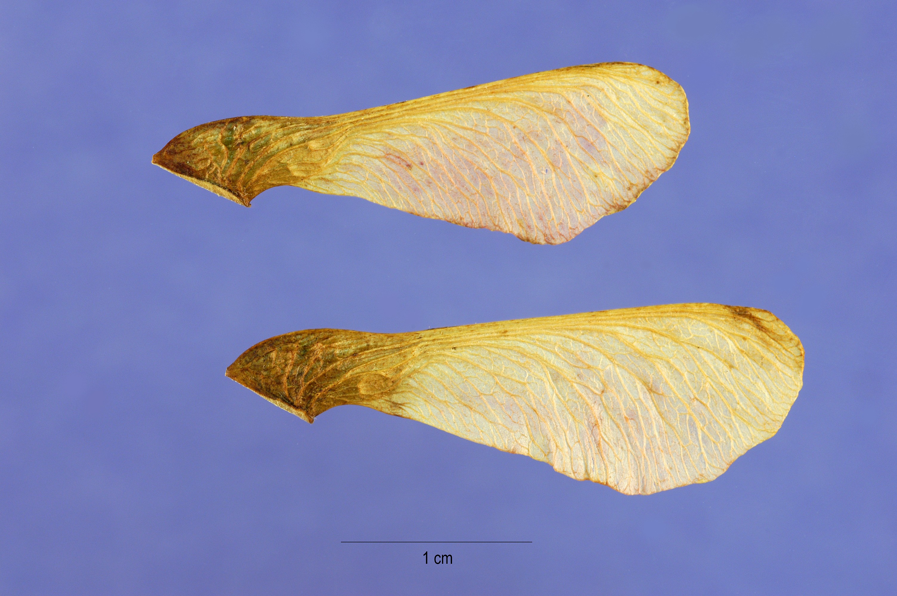 Acer ginnala seeds