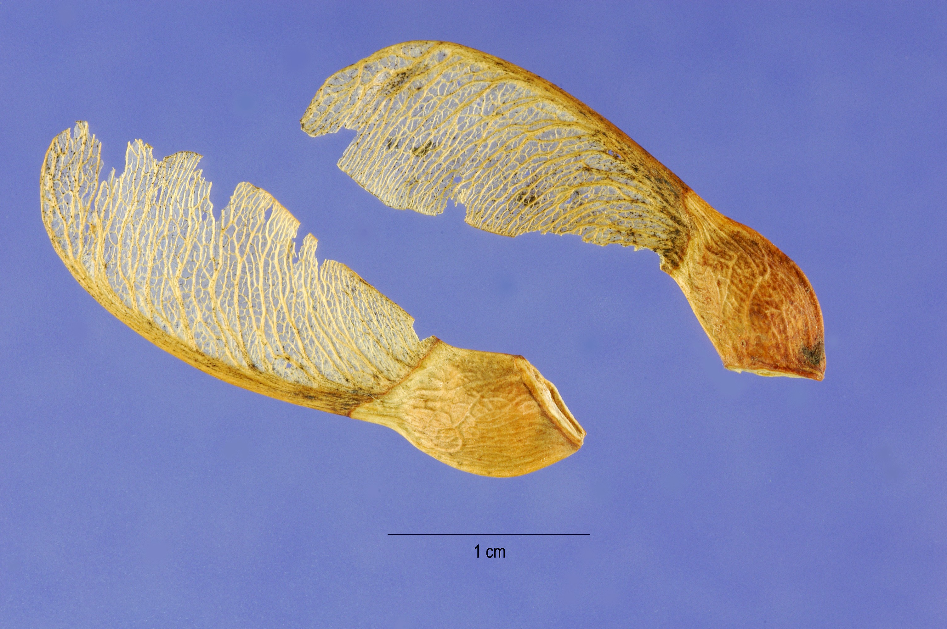 Acer grandidentatum seeds