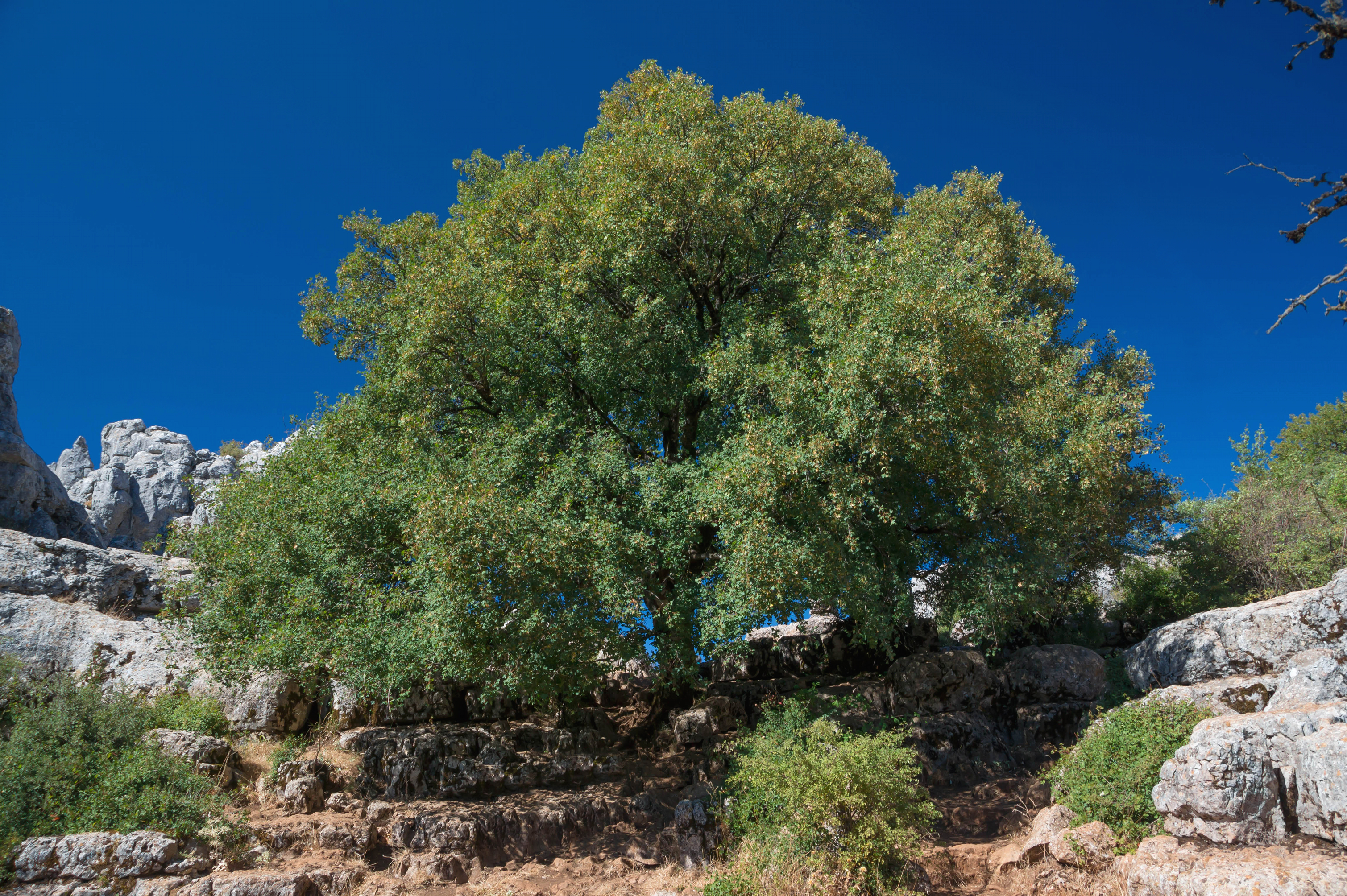 Acer monspessulanum Torcal