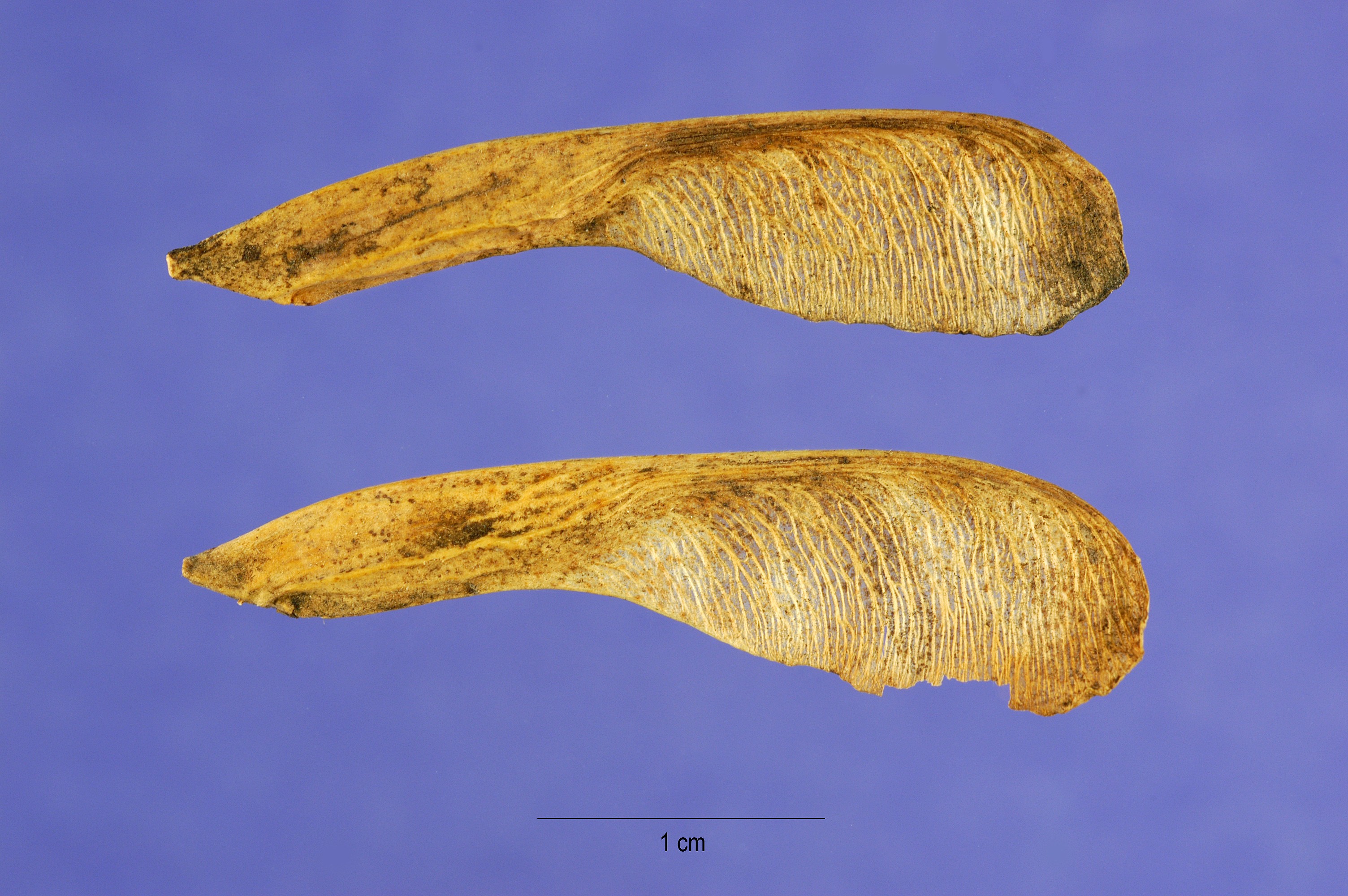 Acer negundo seeds