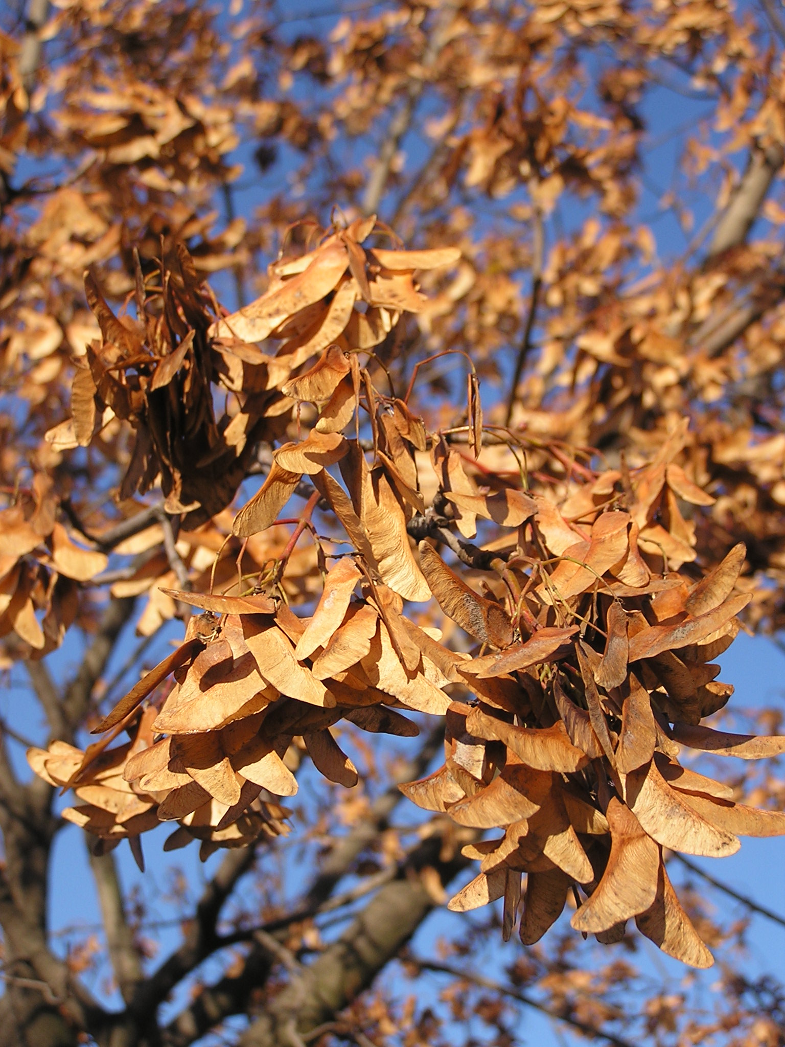 Acer platanoides fruit (Ab plant 146)