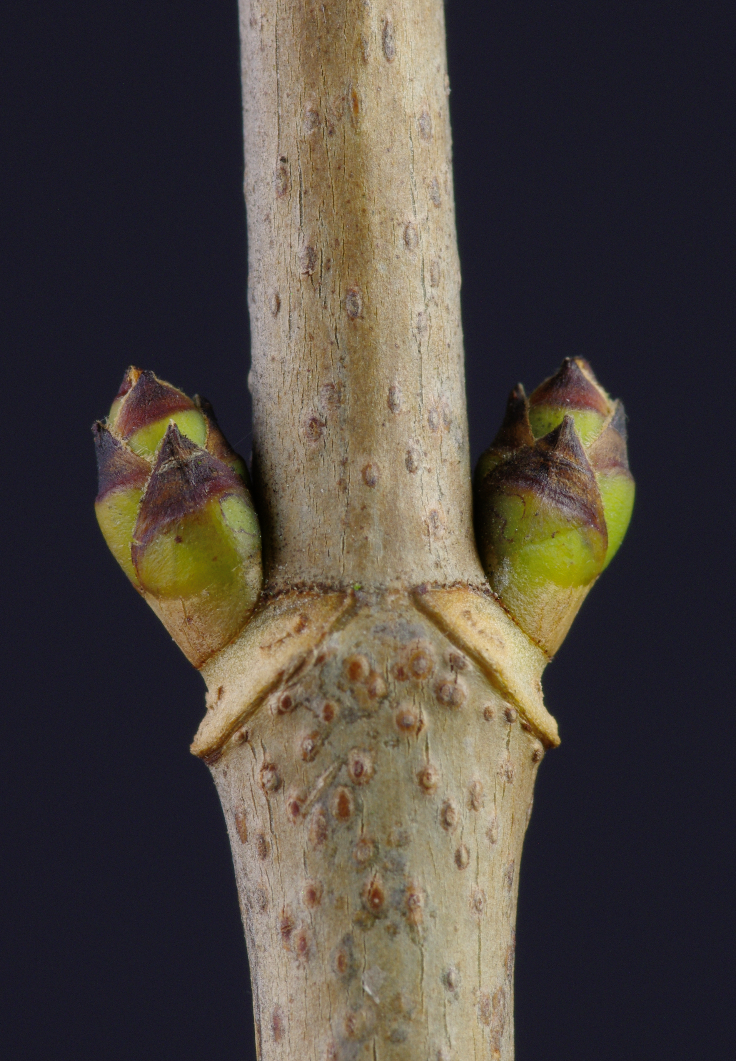 Acer pseudoplatanus buds 02