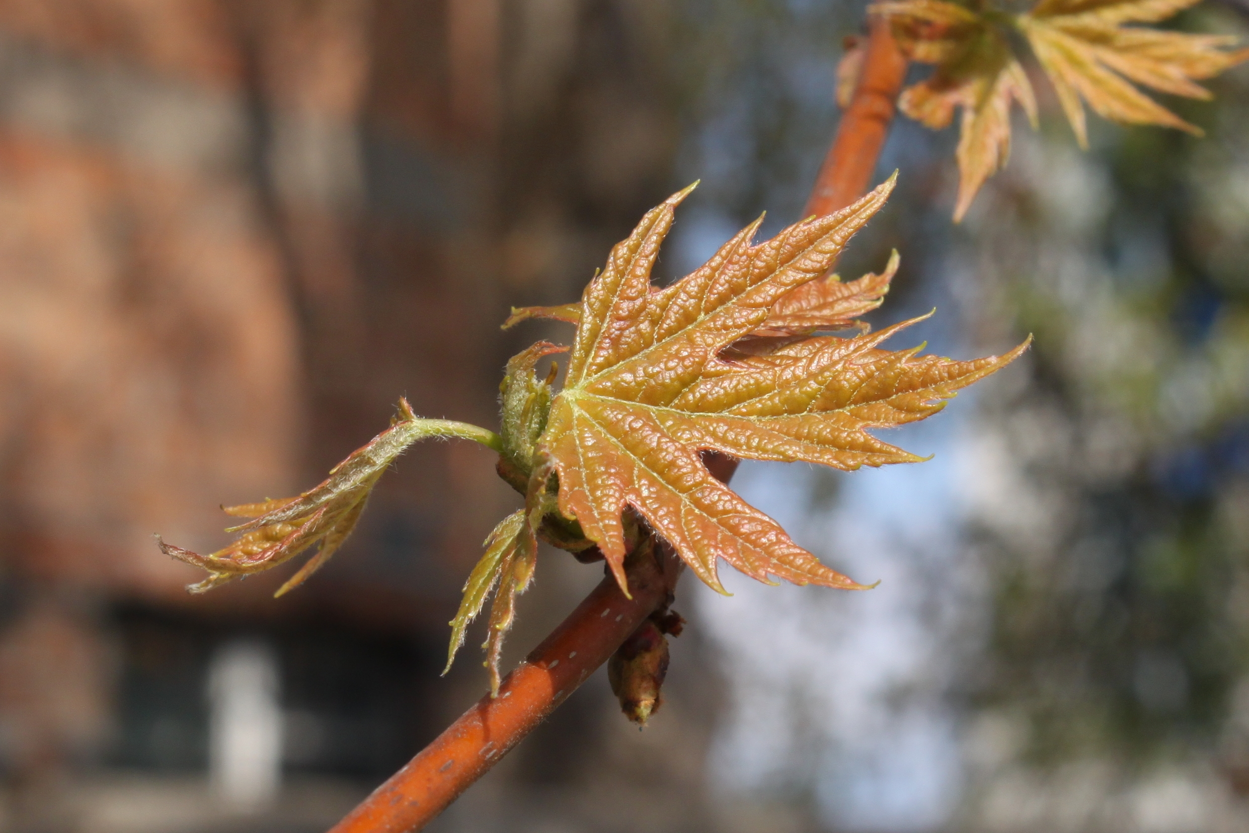 Acer saccharinum young leaves