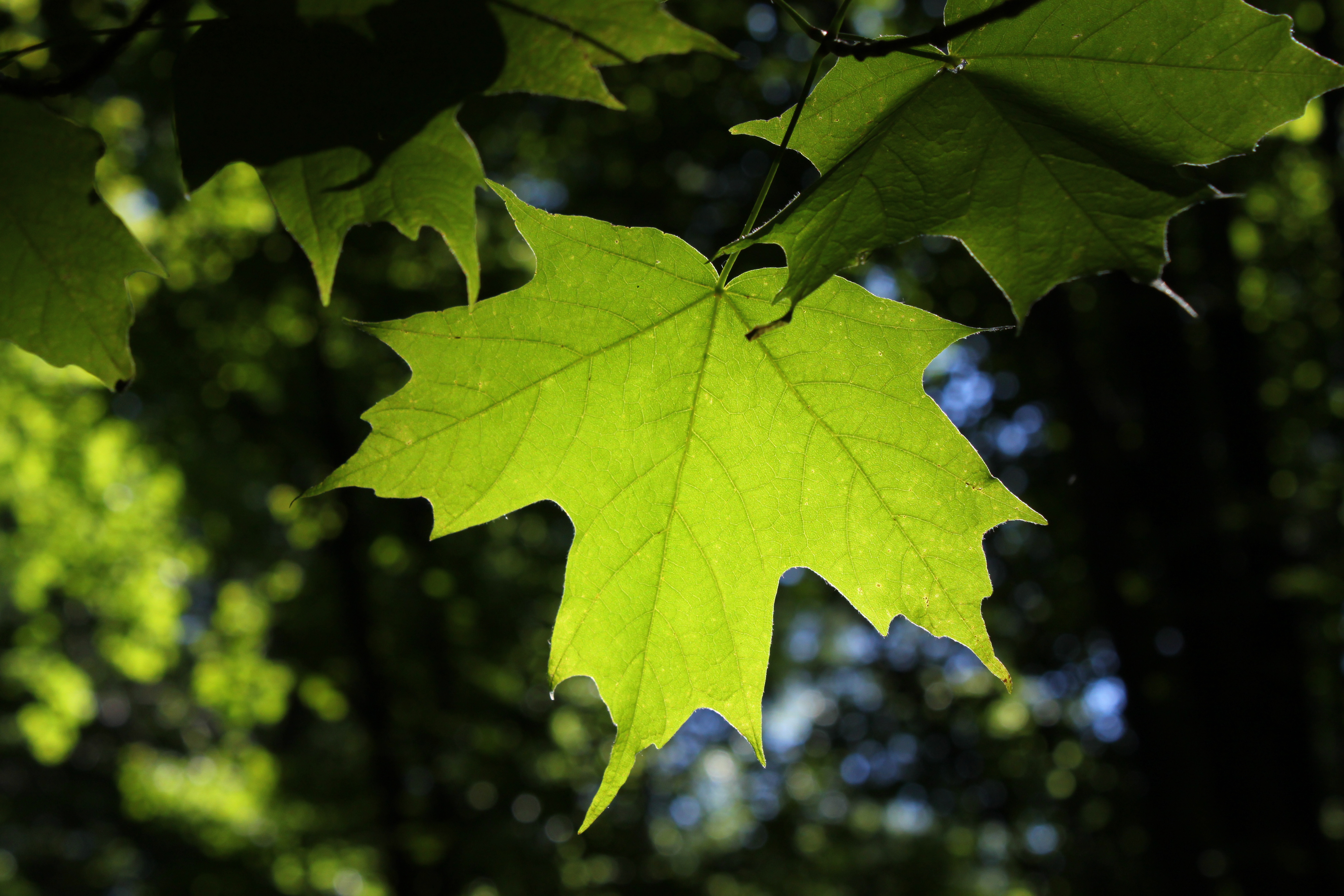 Acer saccharum Rogów