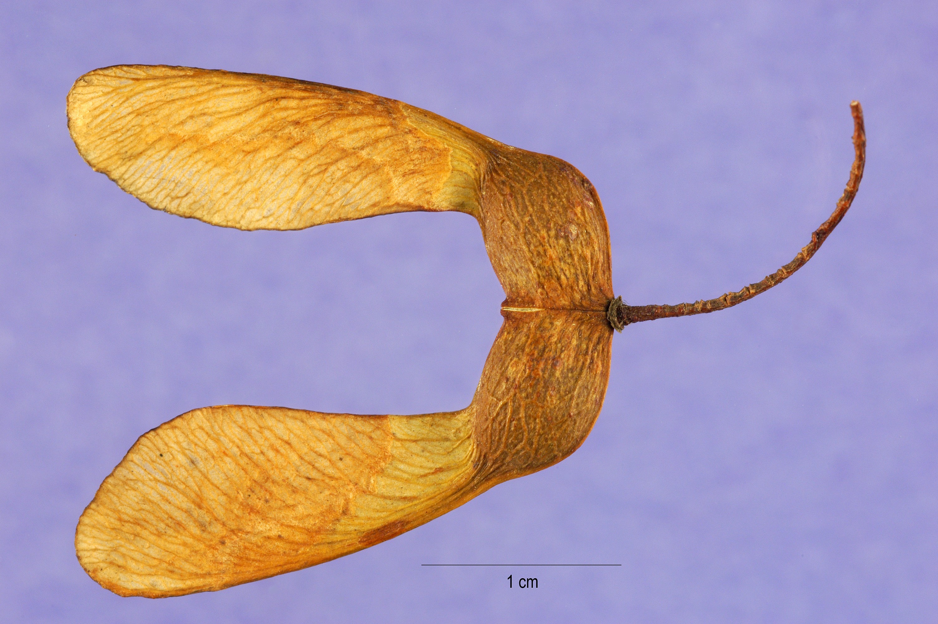 Acer saccharum seeds