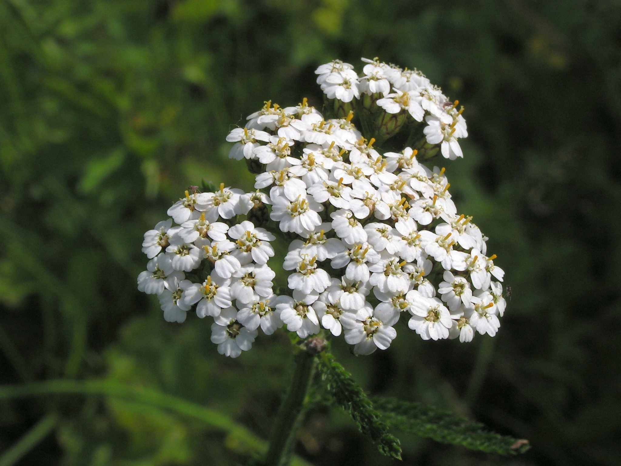 Achillea millefolium20100626 087