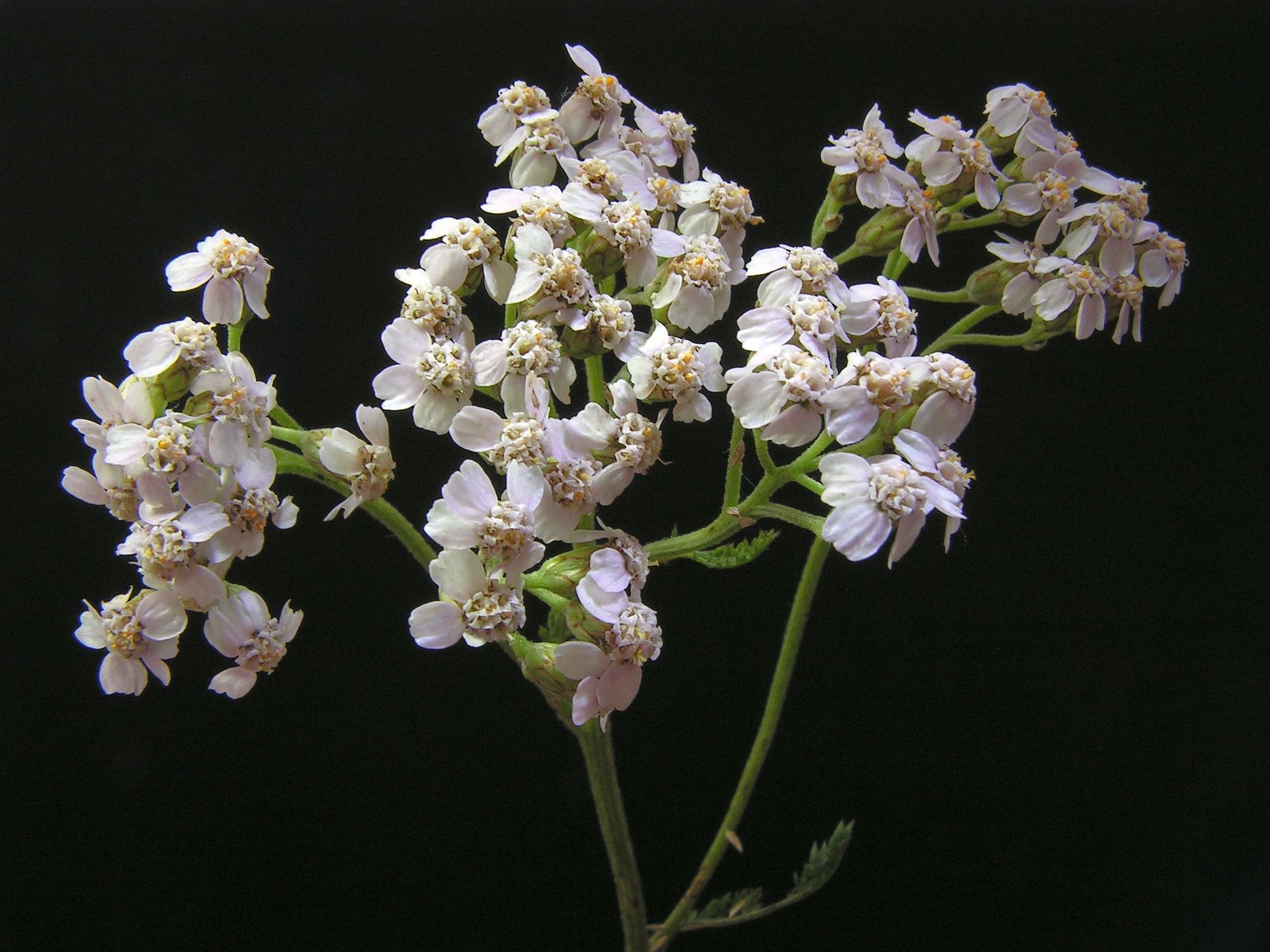 Achillea millefolium20130714 21