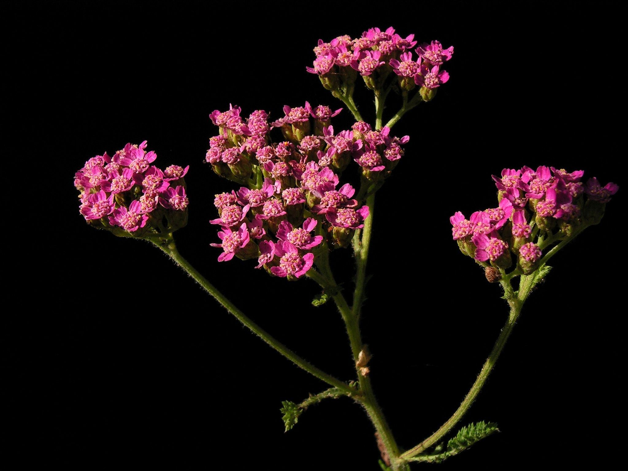 Achillea millefolium20140802 111