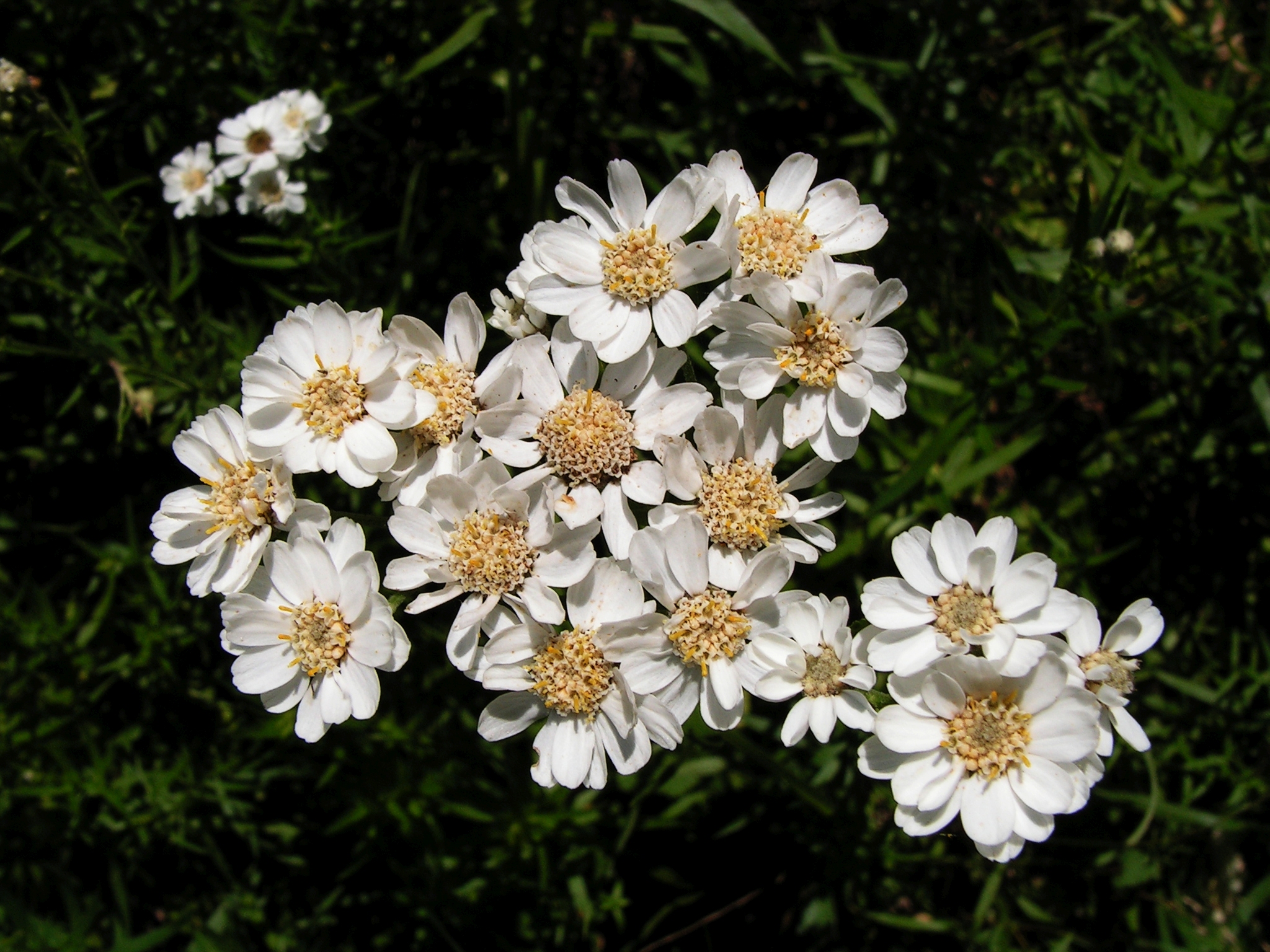 Achillea ptarmica20140713 085