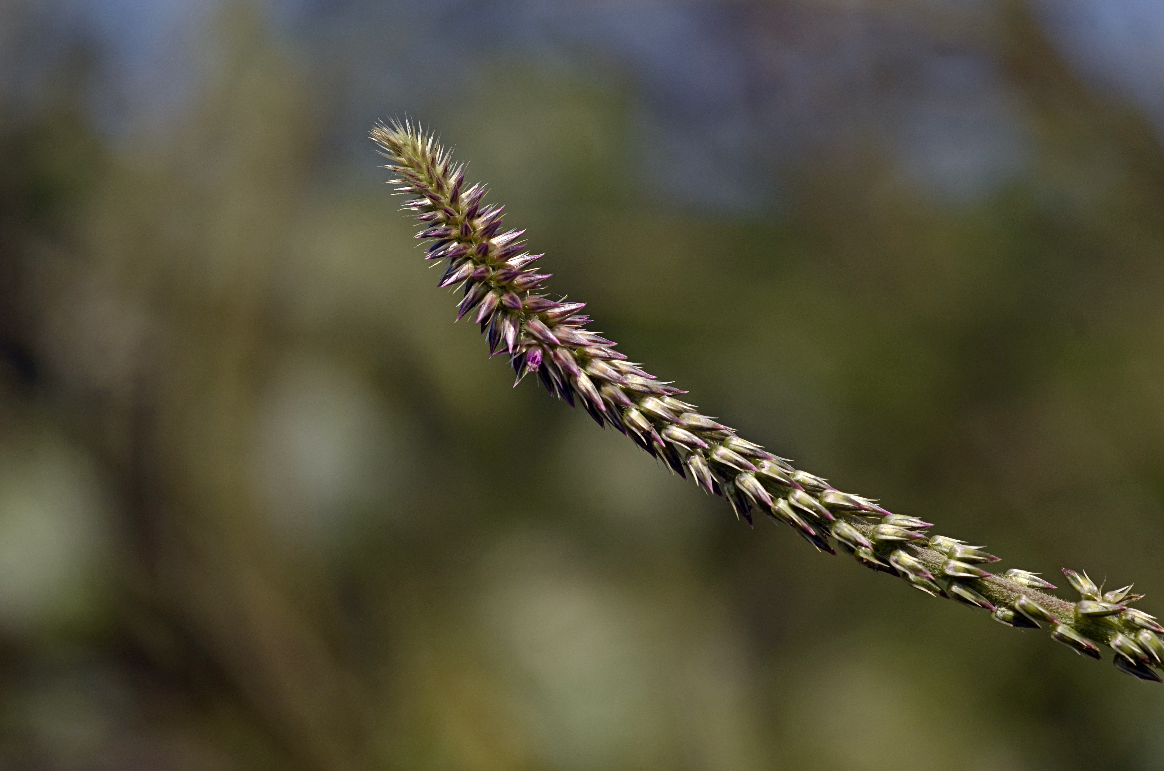 Achyranthes aspera JEG3510