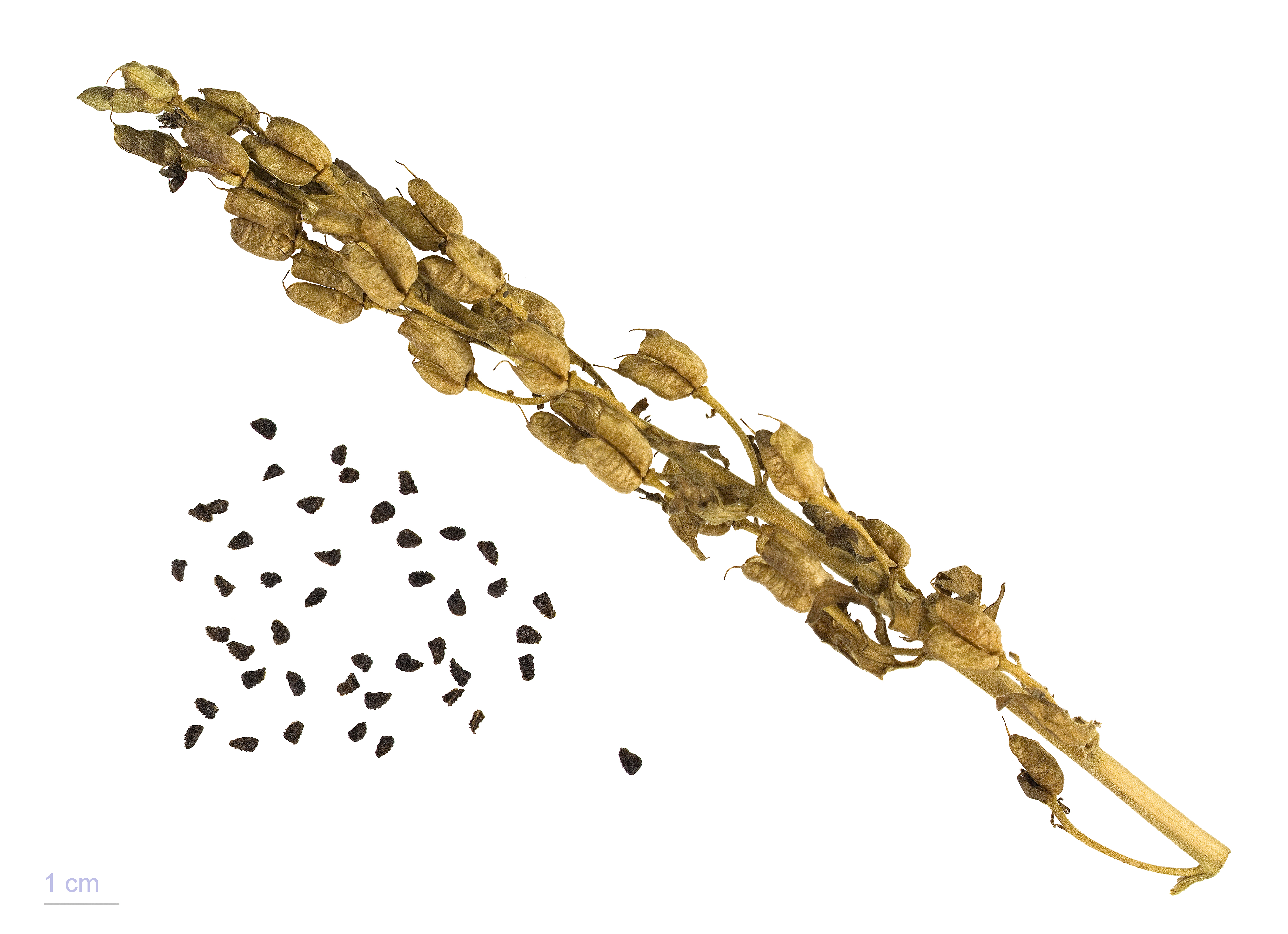 Aconitum vulparia MHNT.BOT.2004.0.787