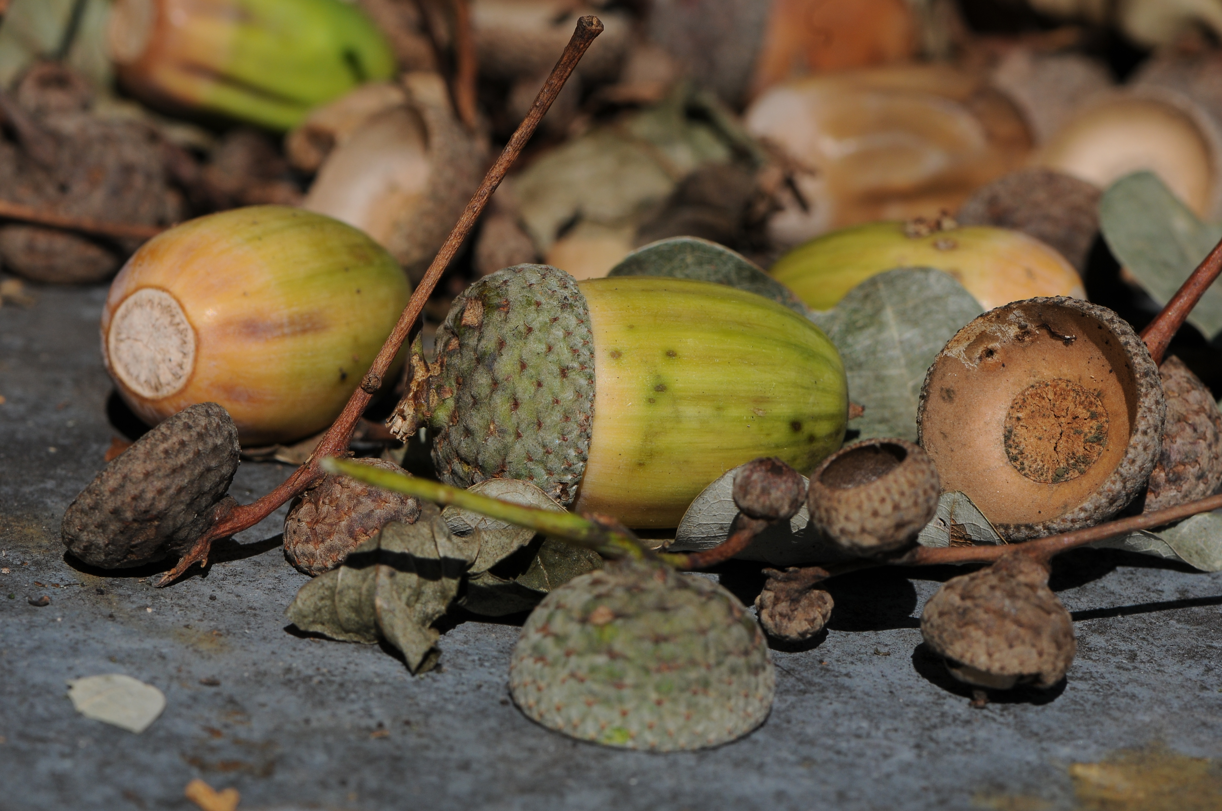 Acorns of Quercus robur, Eichel der Stieleiche 16