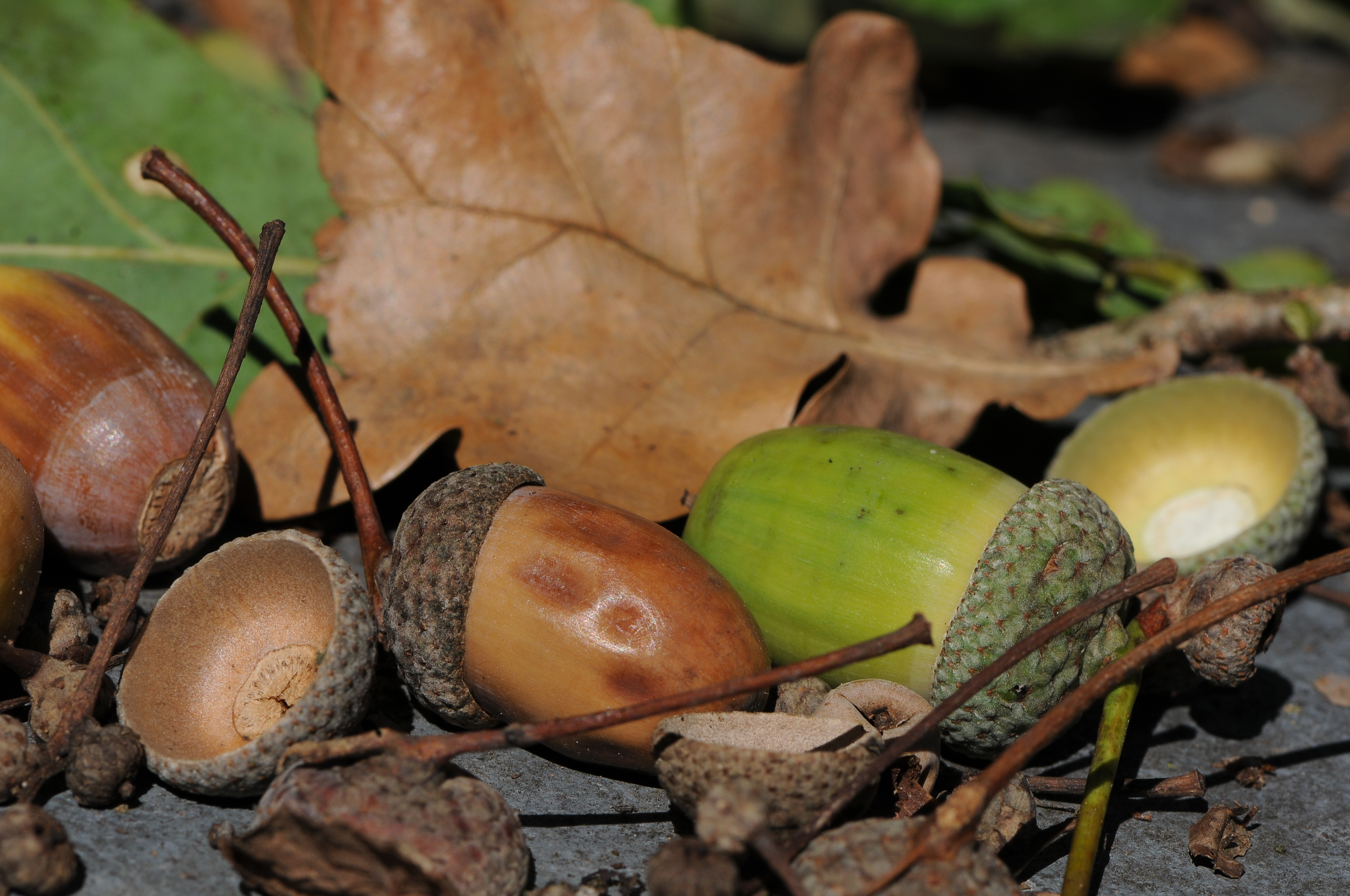 Acorns of Quercus robur, Eichel der Stieleiche 17