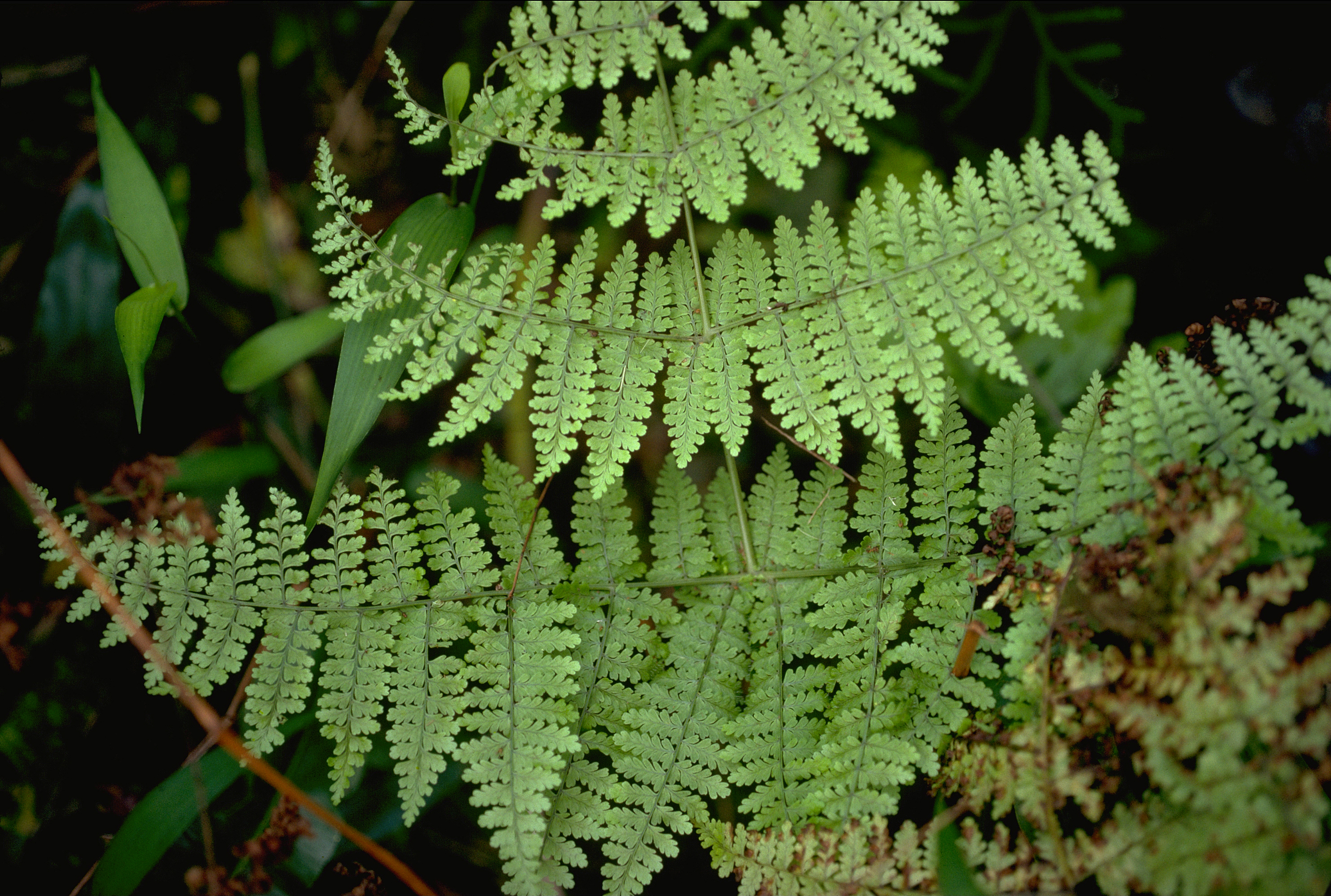 Acrophorus leucorhachis (7259913972)