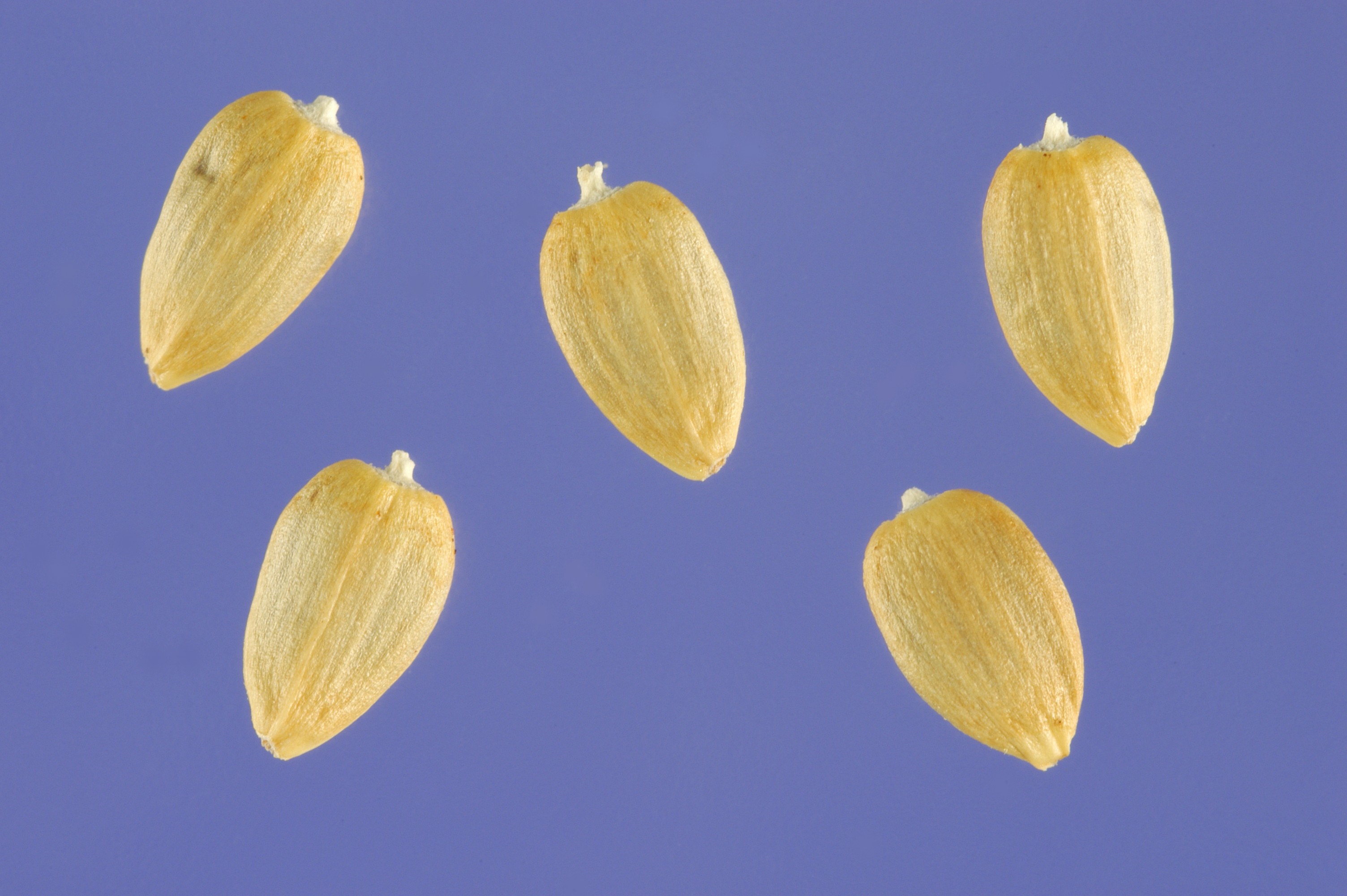 Acroptilon repens seeds