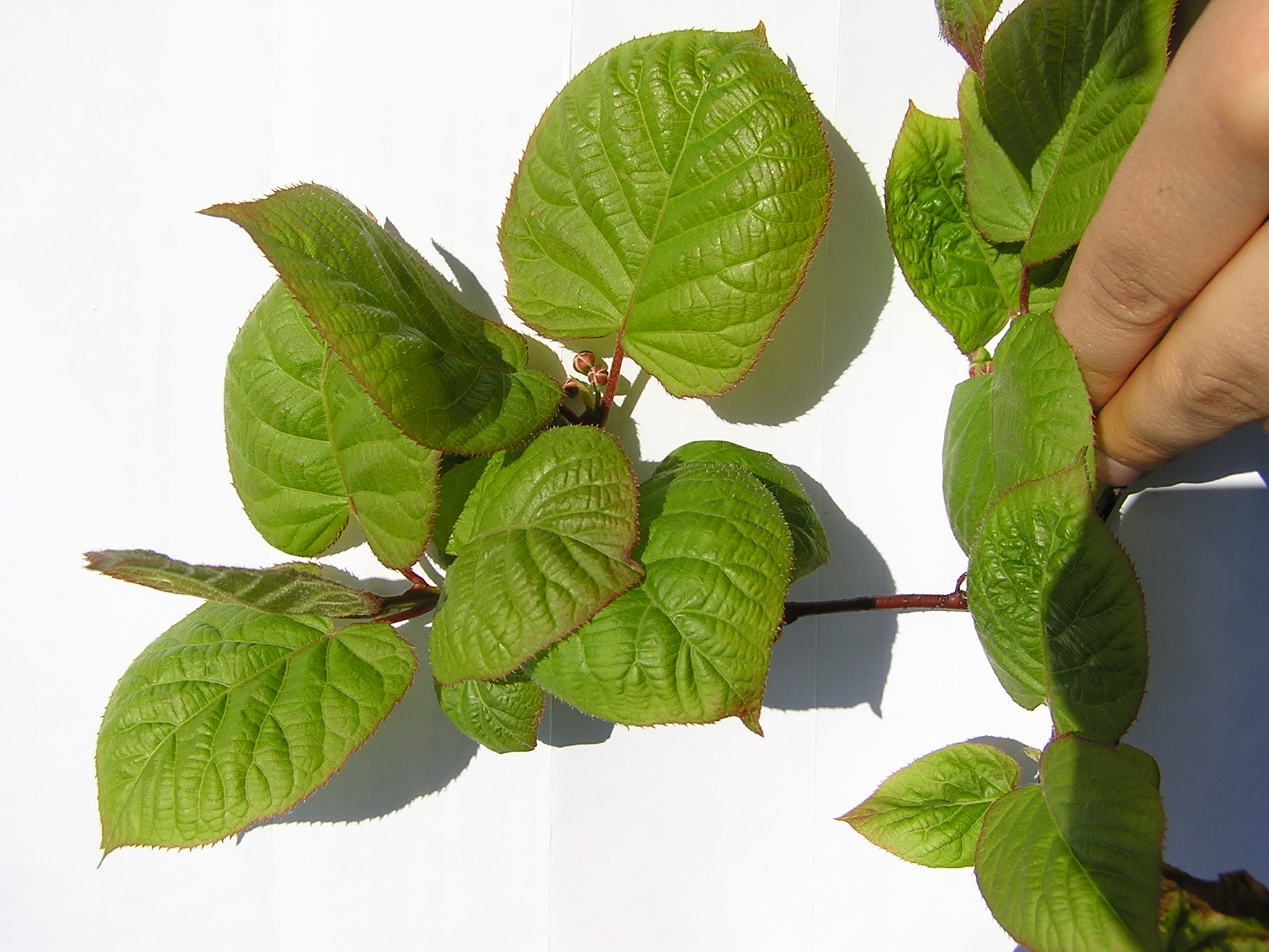 Actinidia kolomikta1