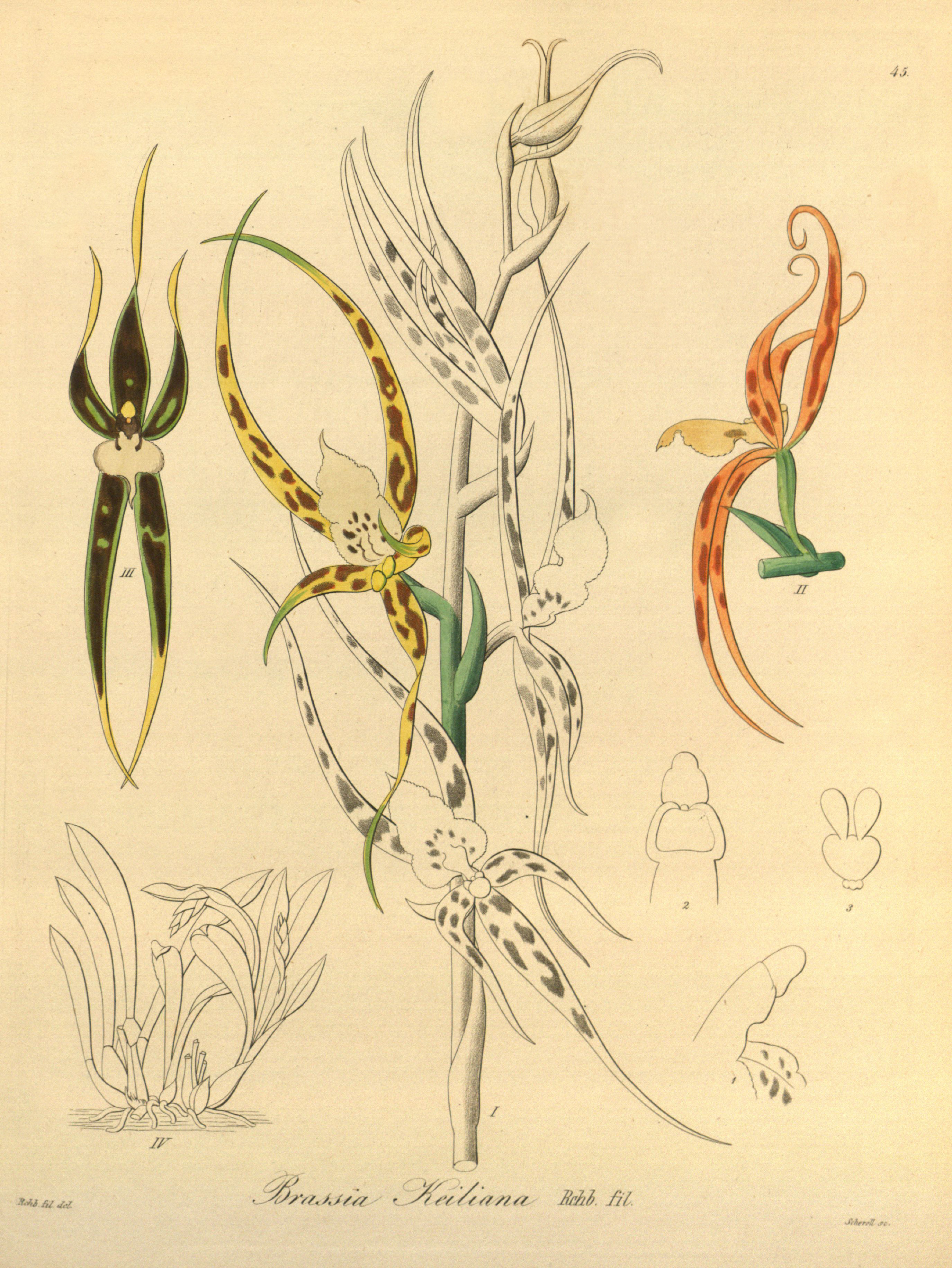 Ada keiliana (as Brassia keiliana) - Xenia vol 1 pl 45 (1858)