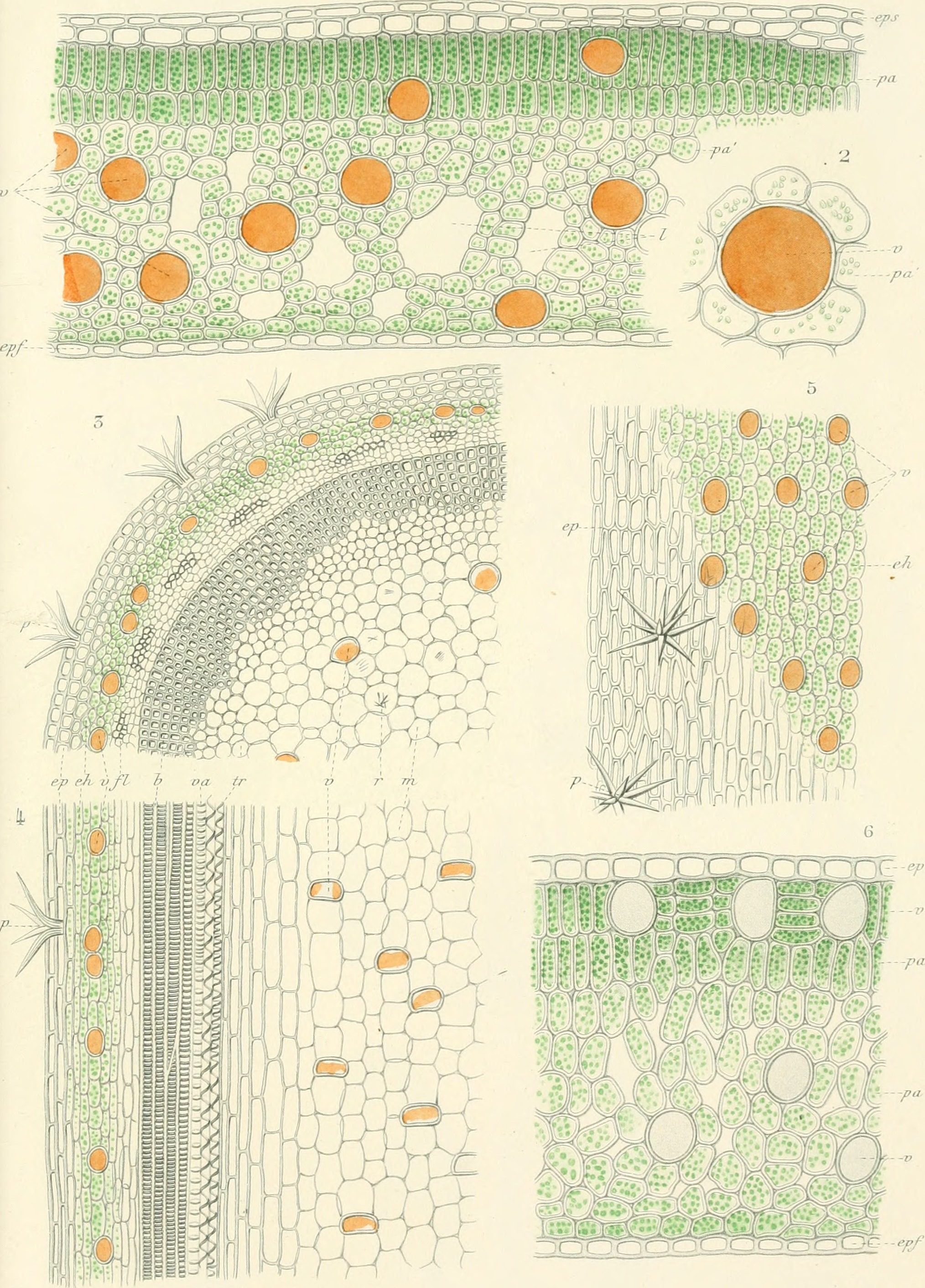Adansonia; recueil d'observations botaniques (16771677002)