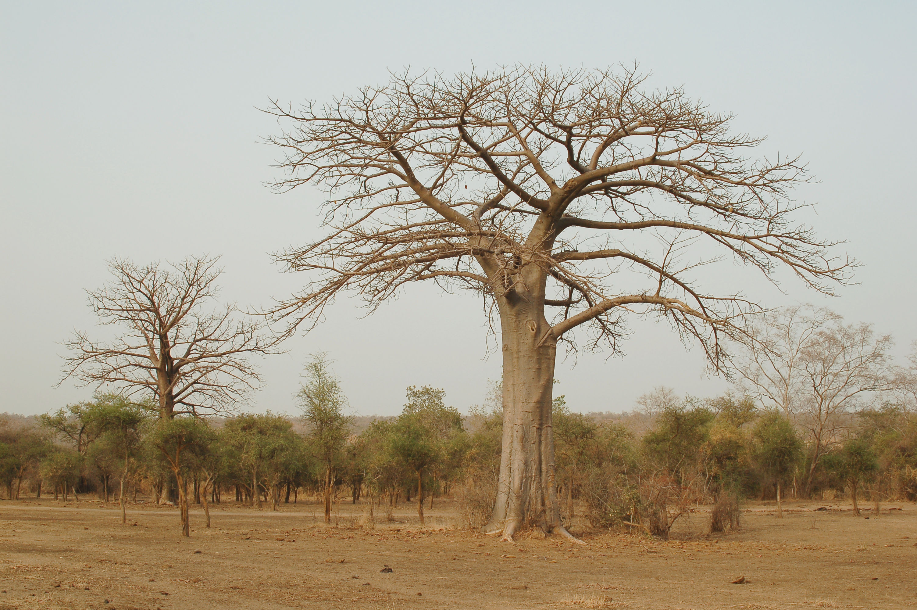 Adansonia digitata 2006-03-03