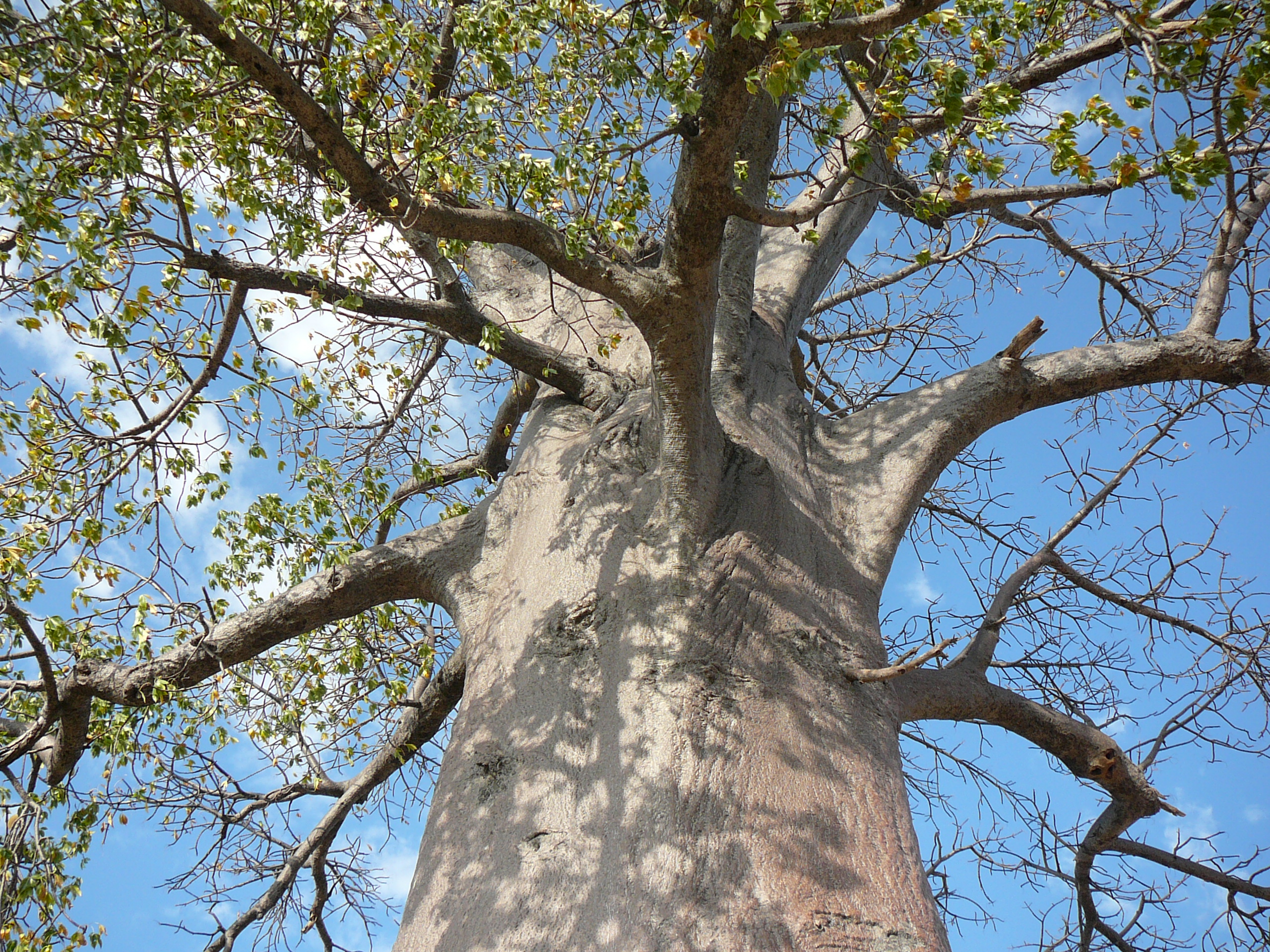Adansonia digitata tronc MHNT