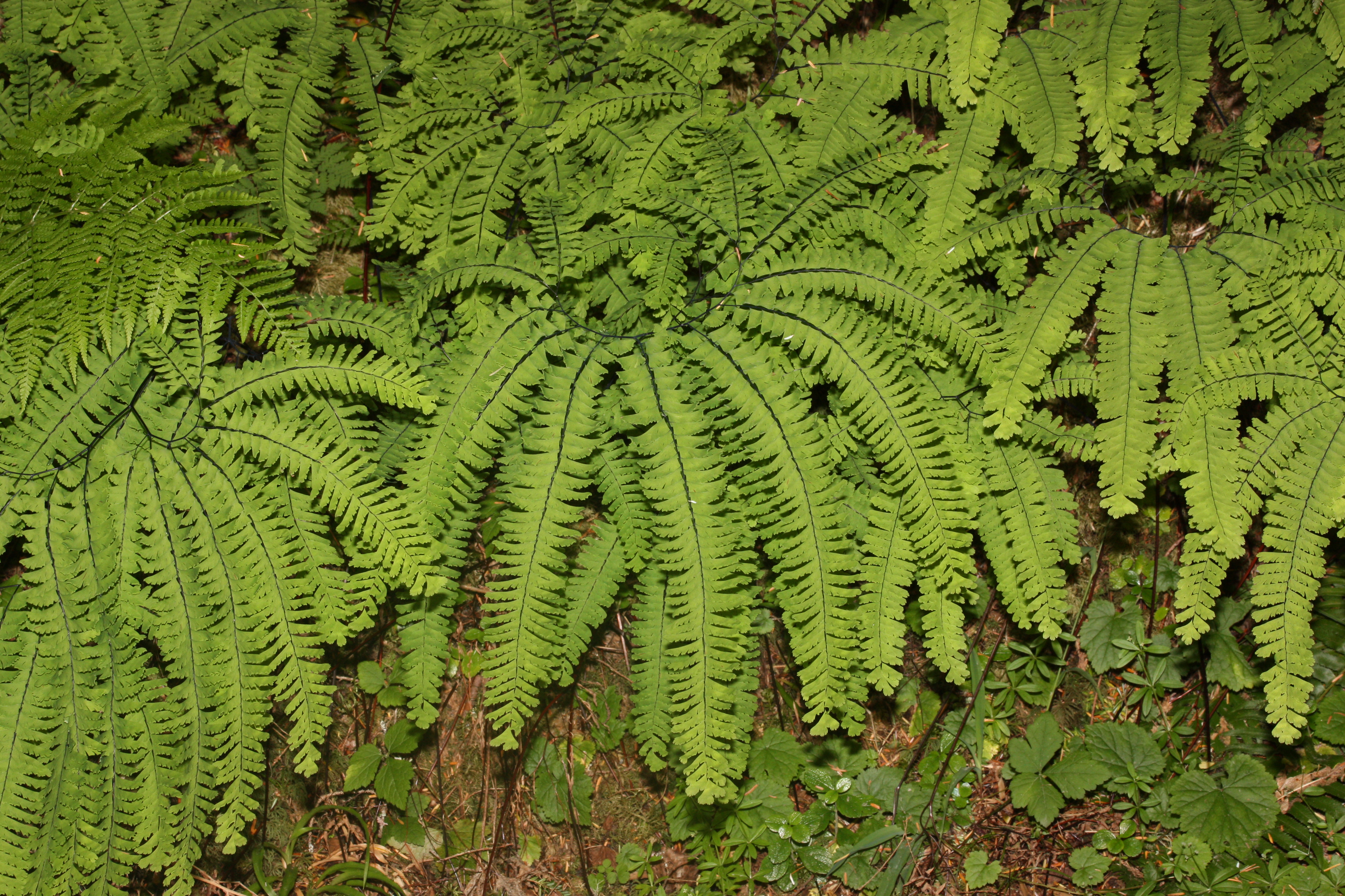 Adiantum aleuticum 0364