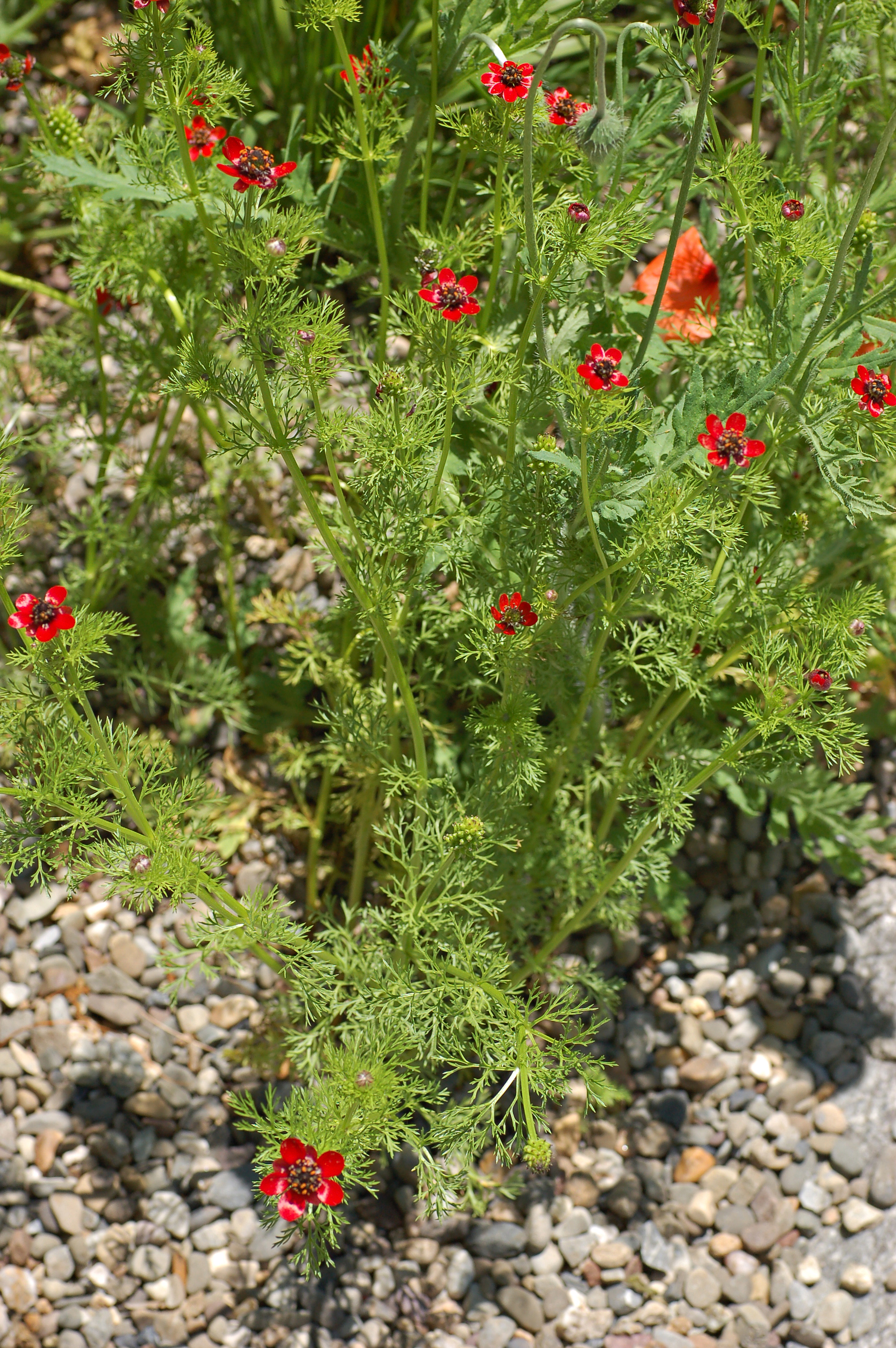 Adonis annua Plants