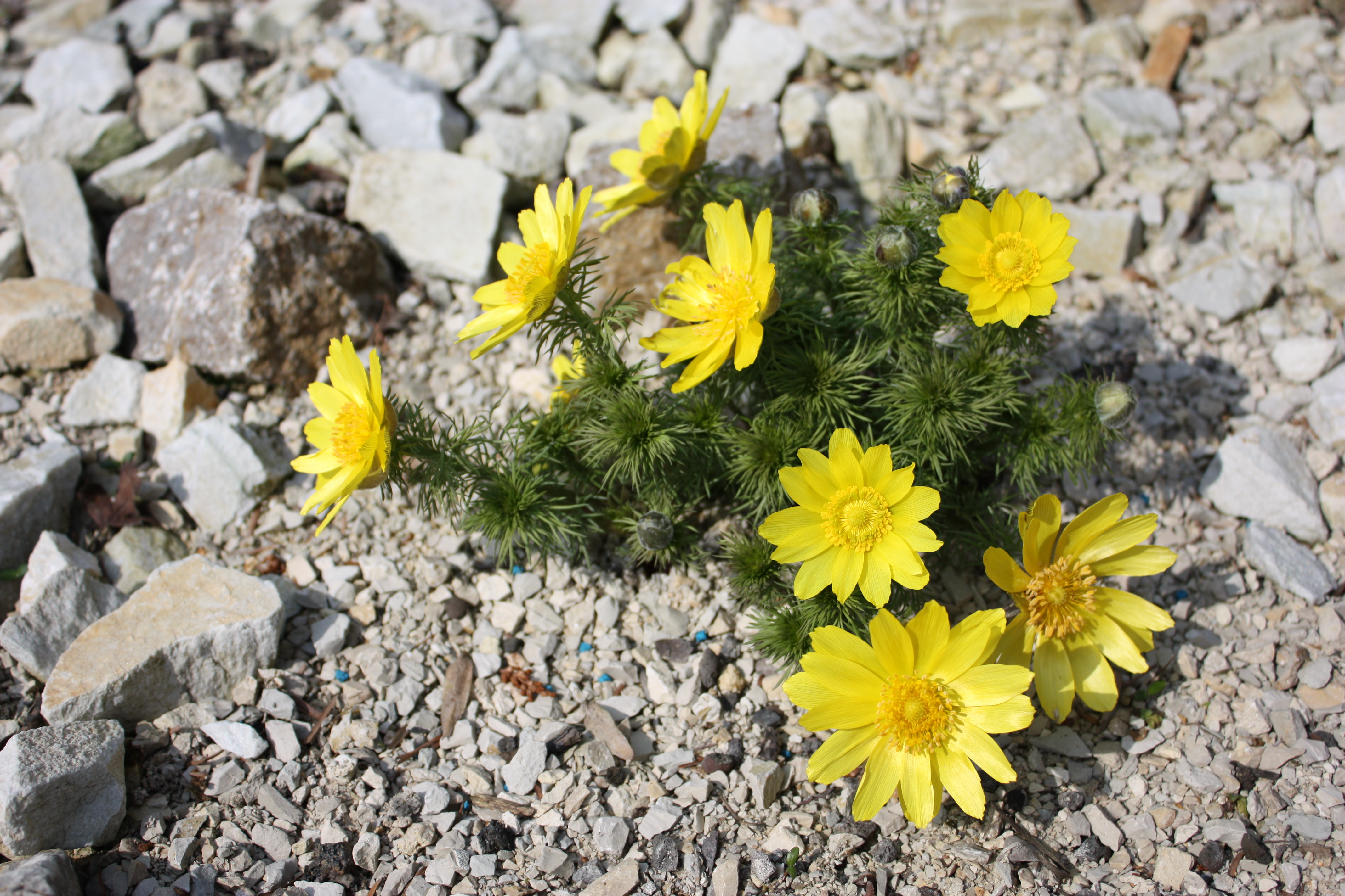 Adonis vernalis MS 0111