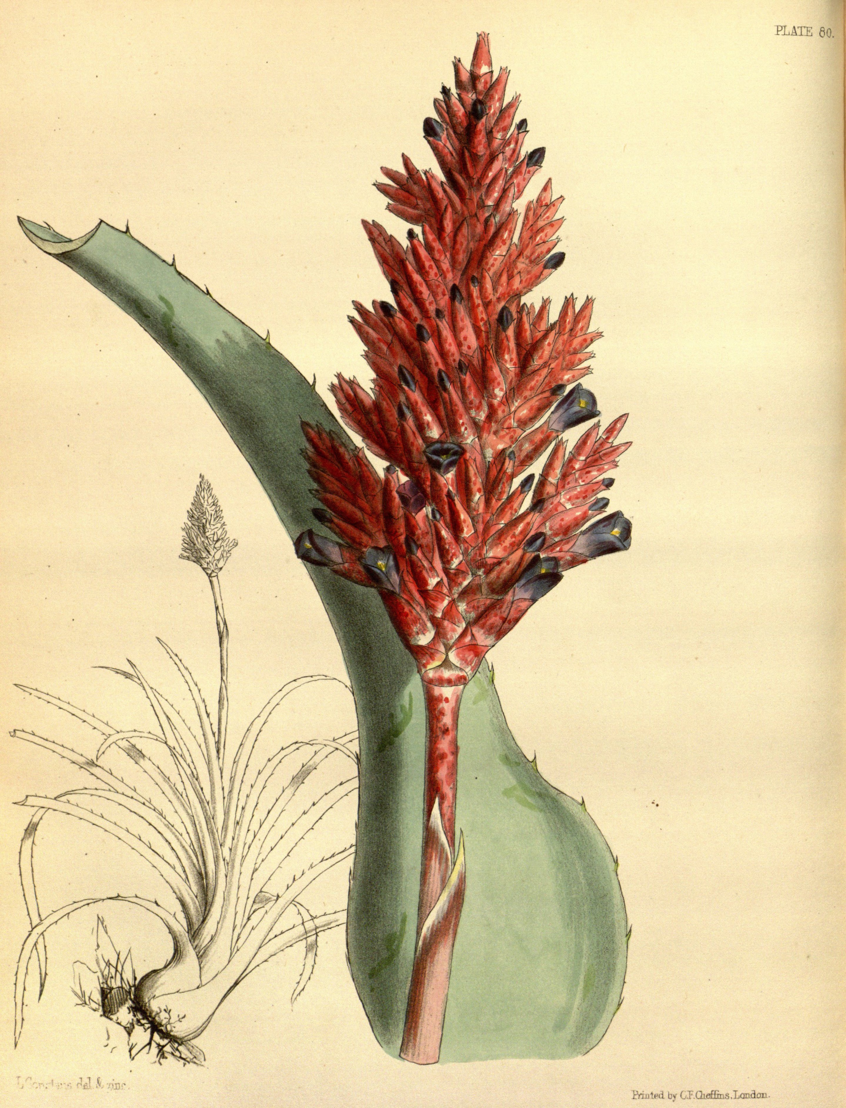 Aechmea distichantha Paxton 80