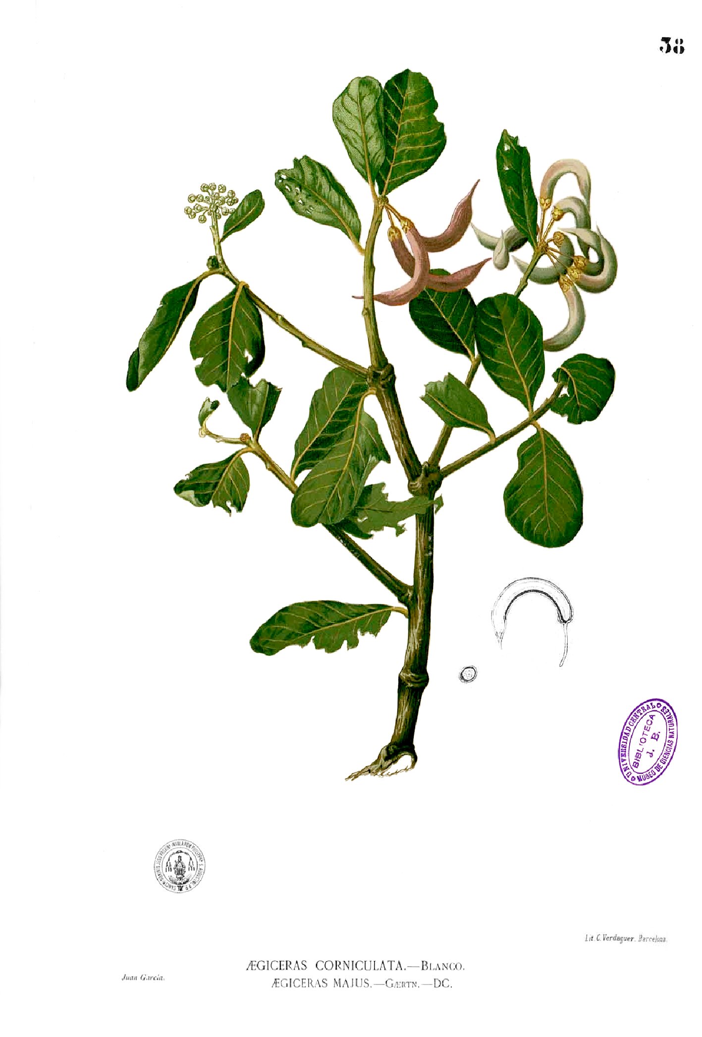 Aegiceras corniculatum Blanco1.38