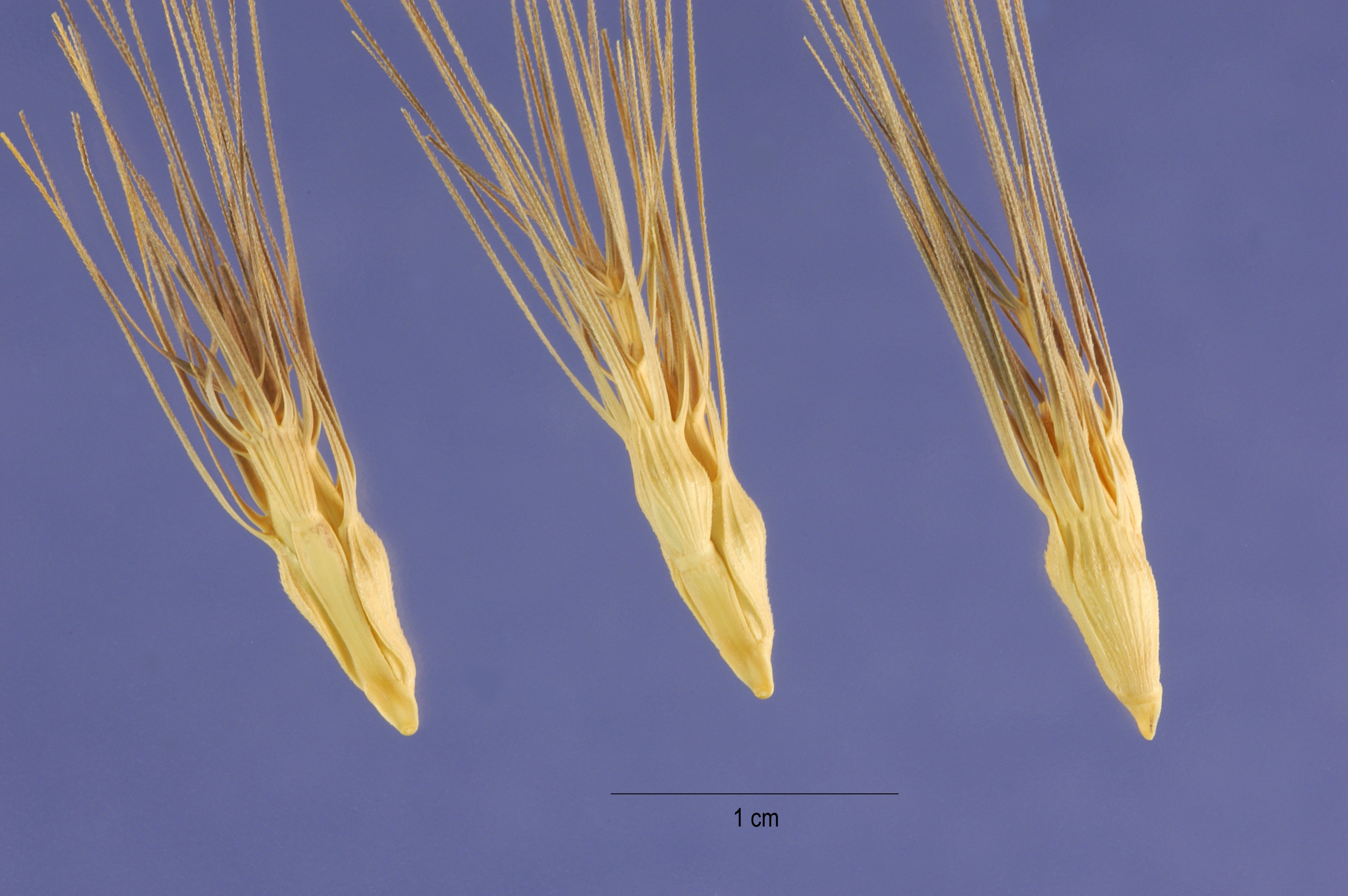 Aegilops geniculata seeds