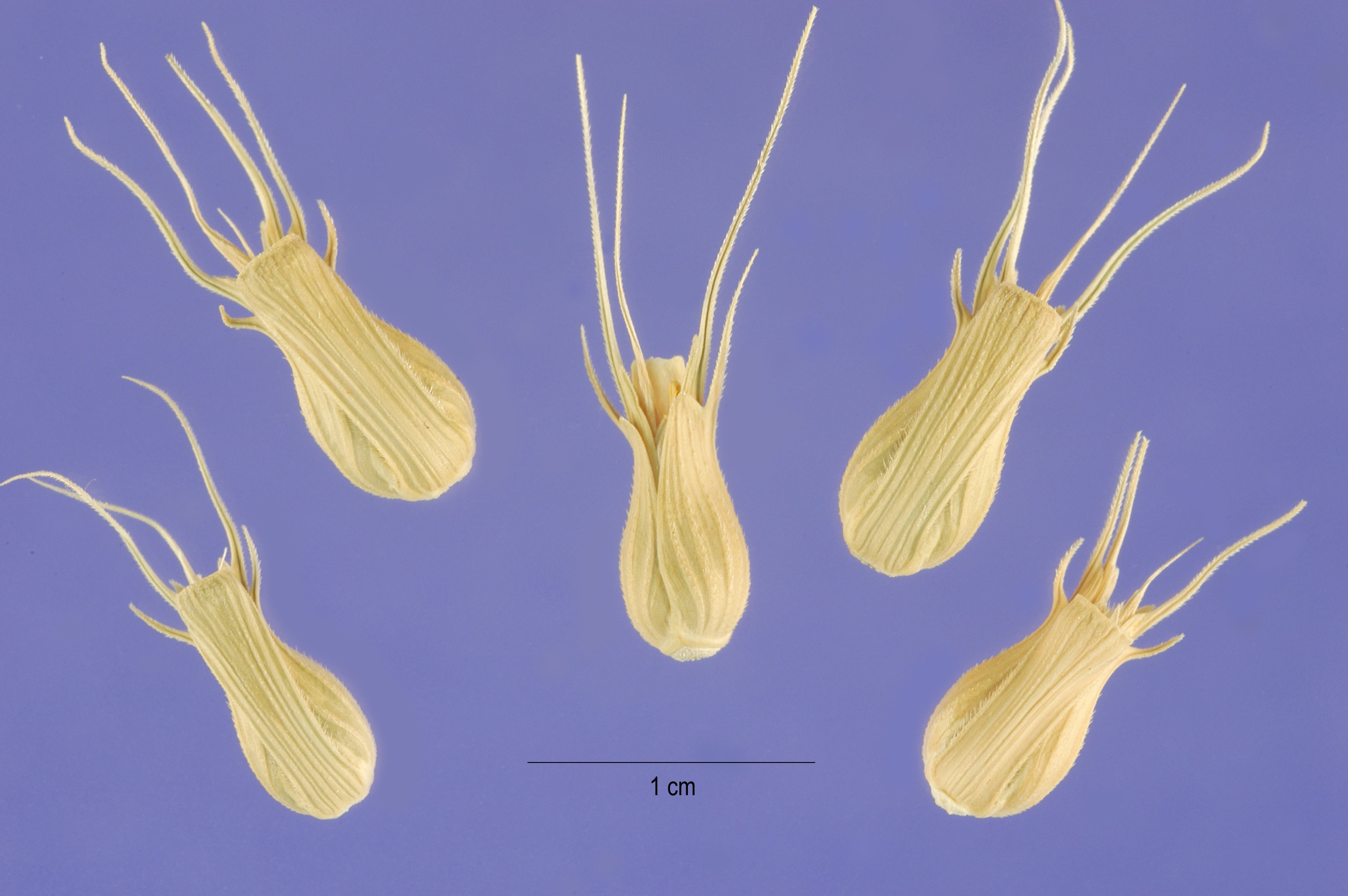 Aegilops ventricosa seeds