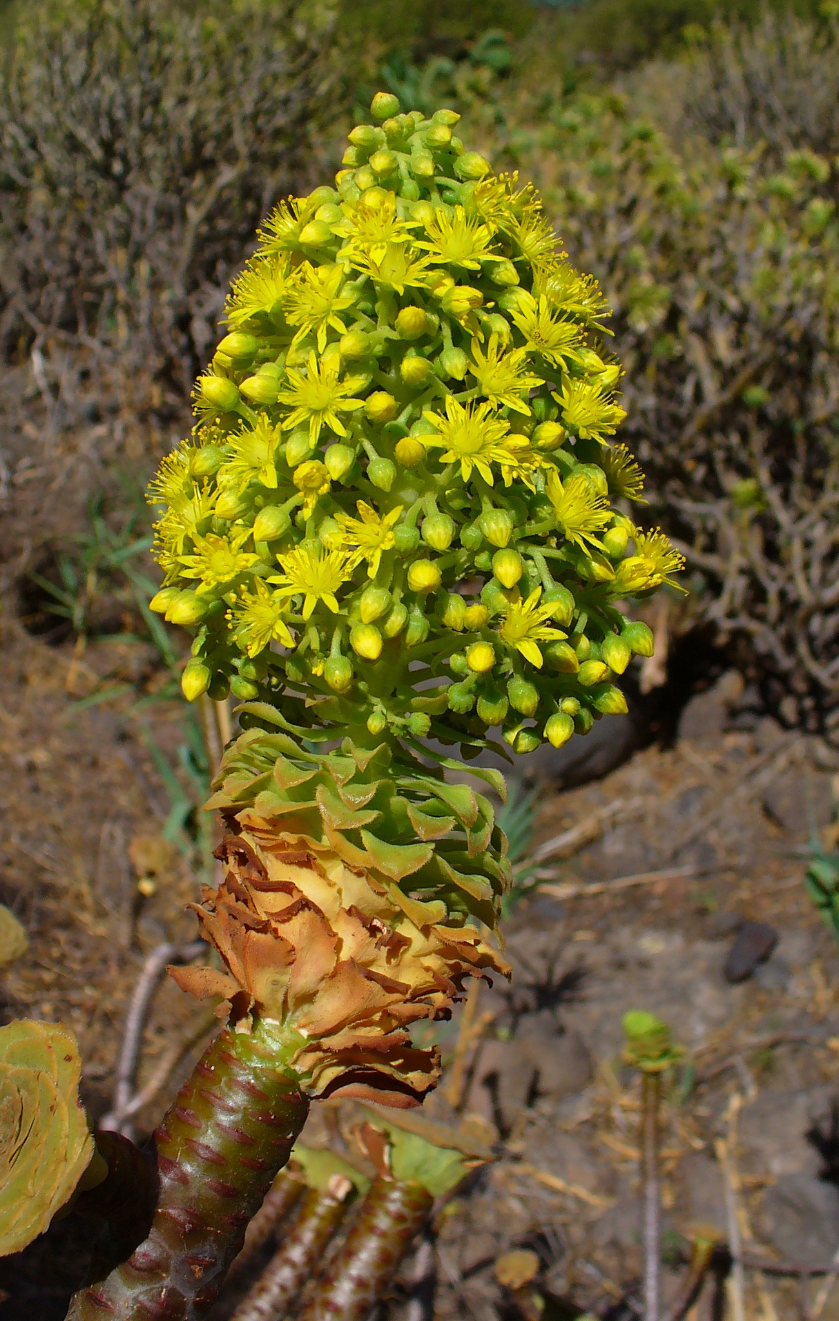 Aeonium arboreum 01