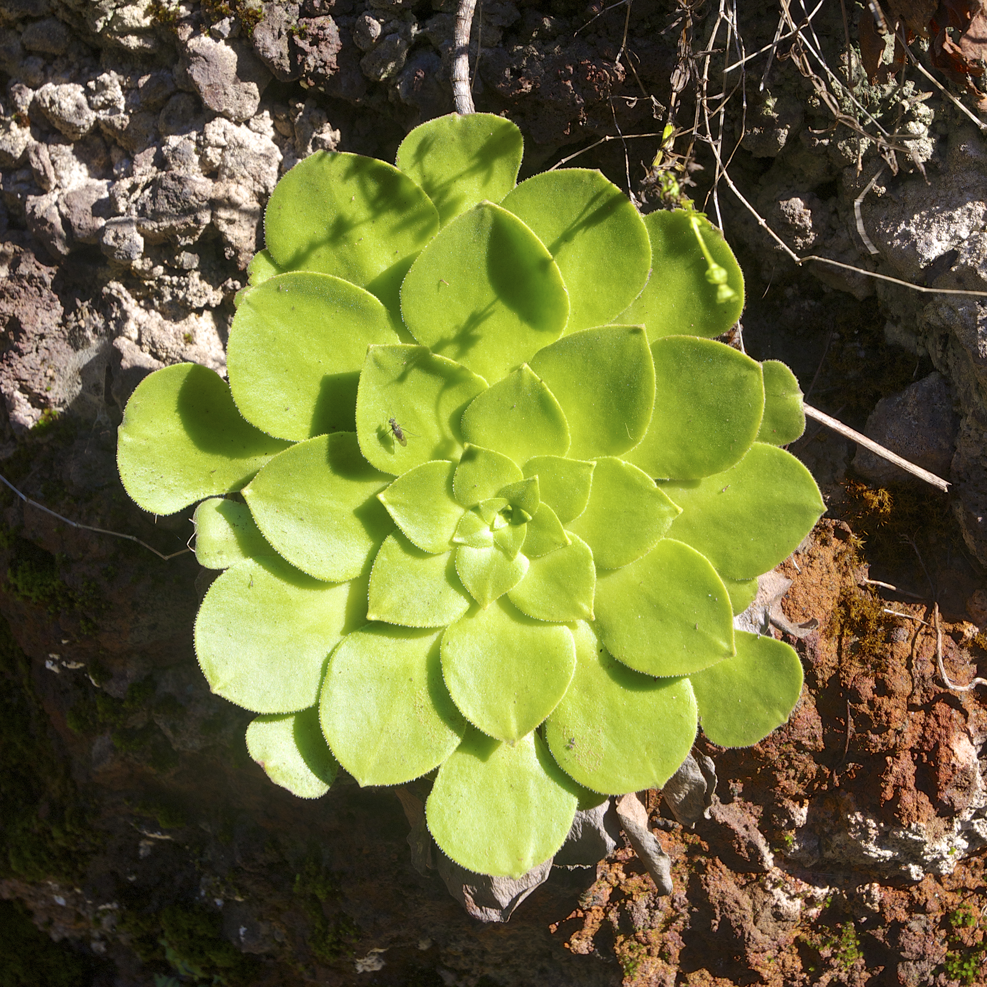 Aeonium glandulosum LC0393
