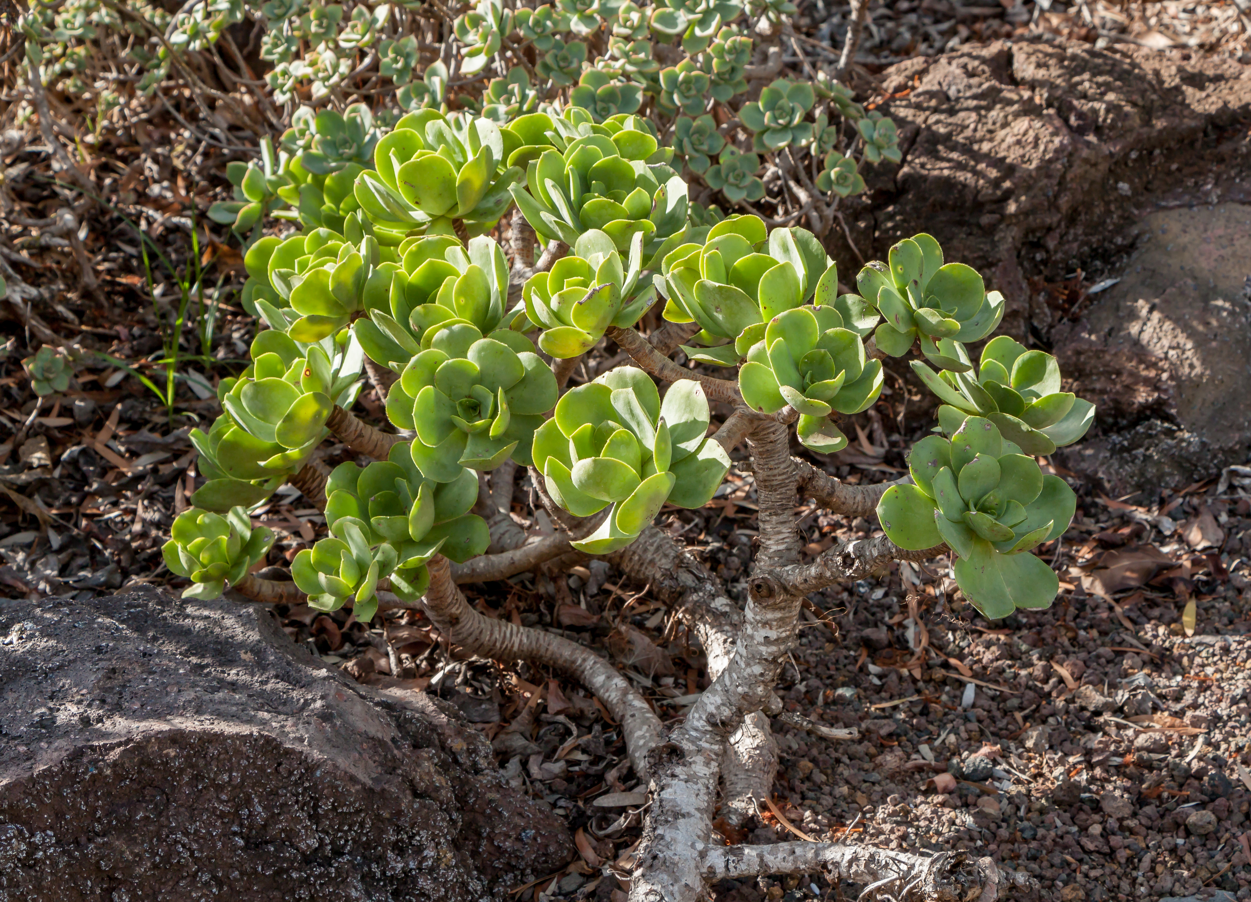 Aeonium glutinosum - Jardín Botánico Canario Viera y Clavijo - Gran Canaria