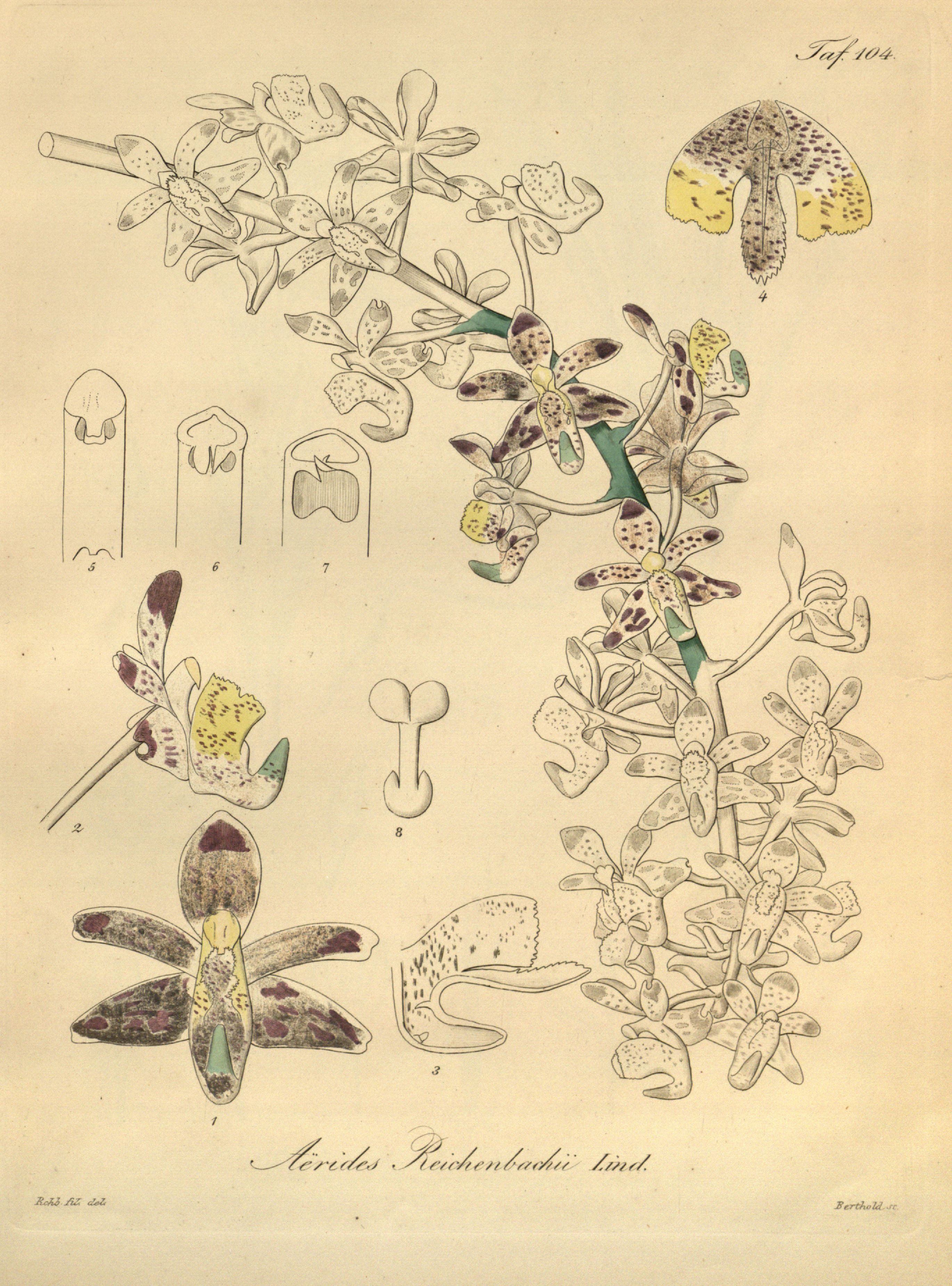 Aerides odoratum (as Aerides reichenbachii)-Xenia 2-104 (1874)