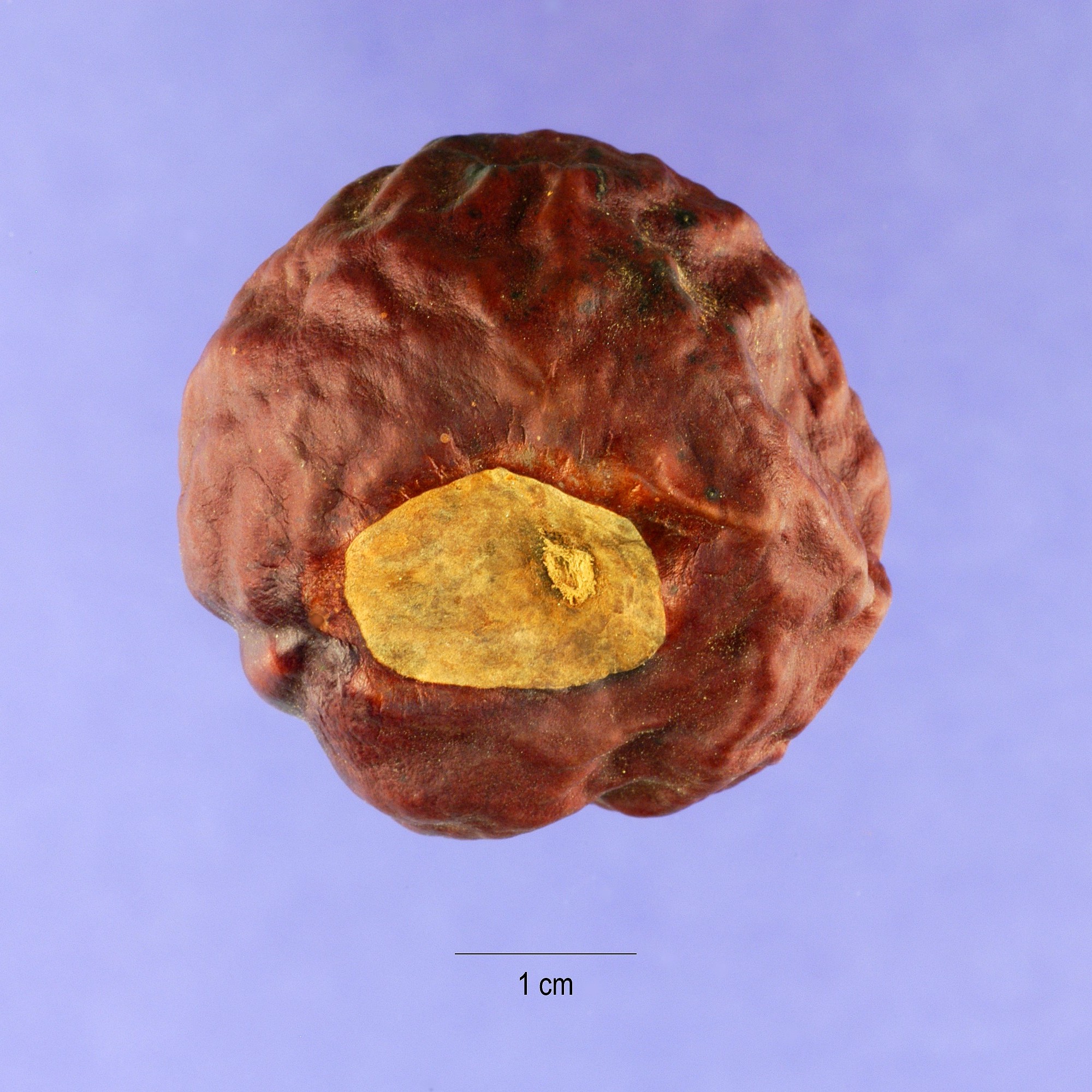 Aesculus californica nut