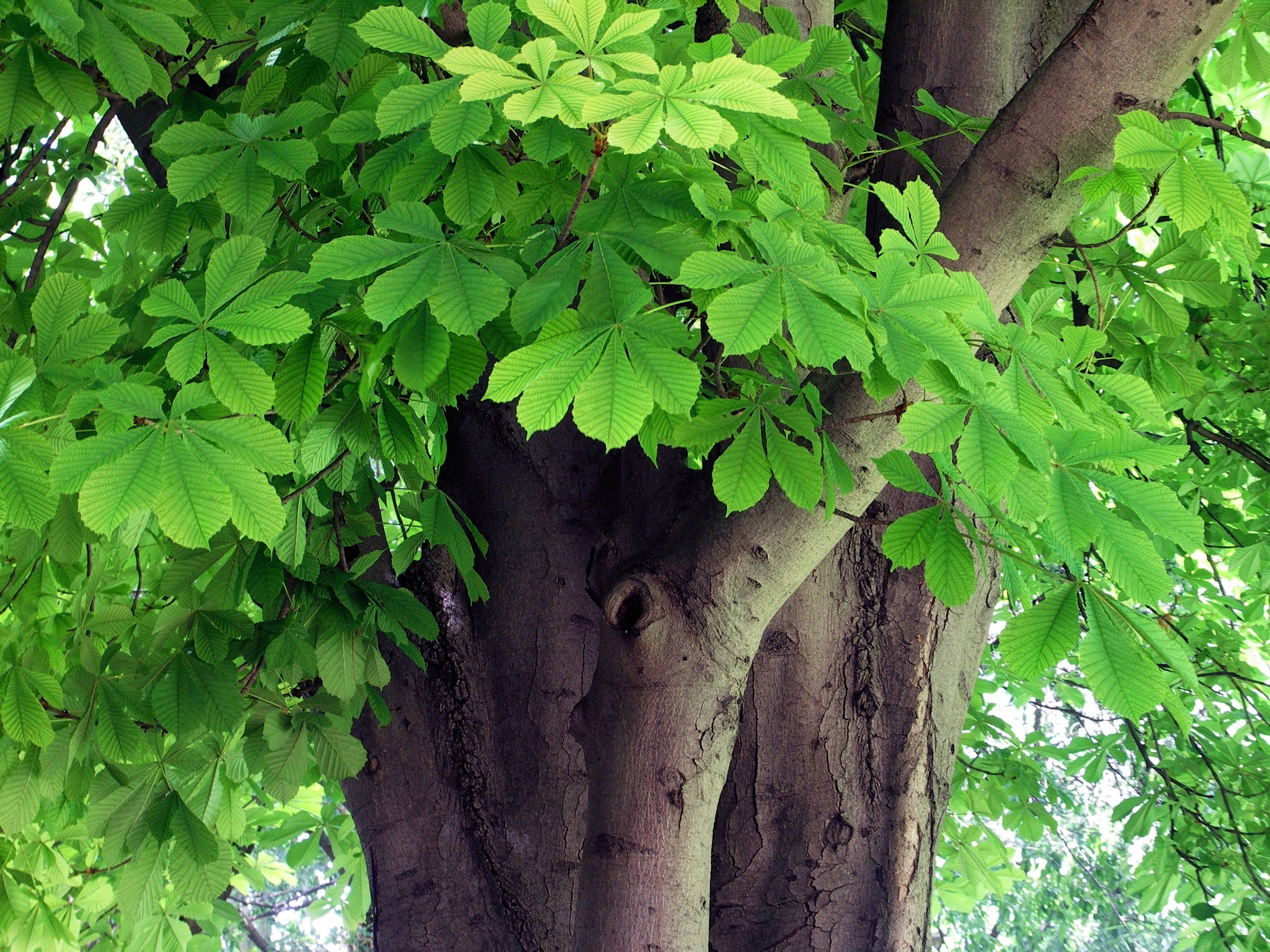 Aesculus hippocastanum-1